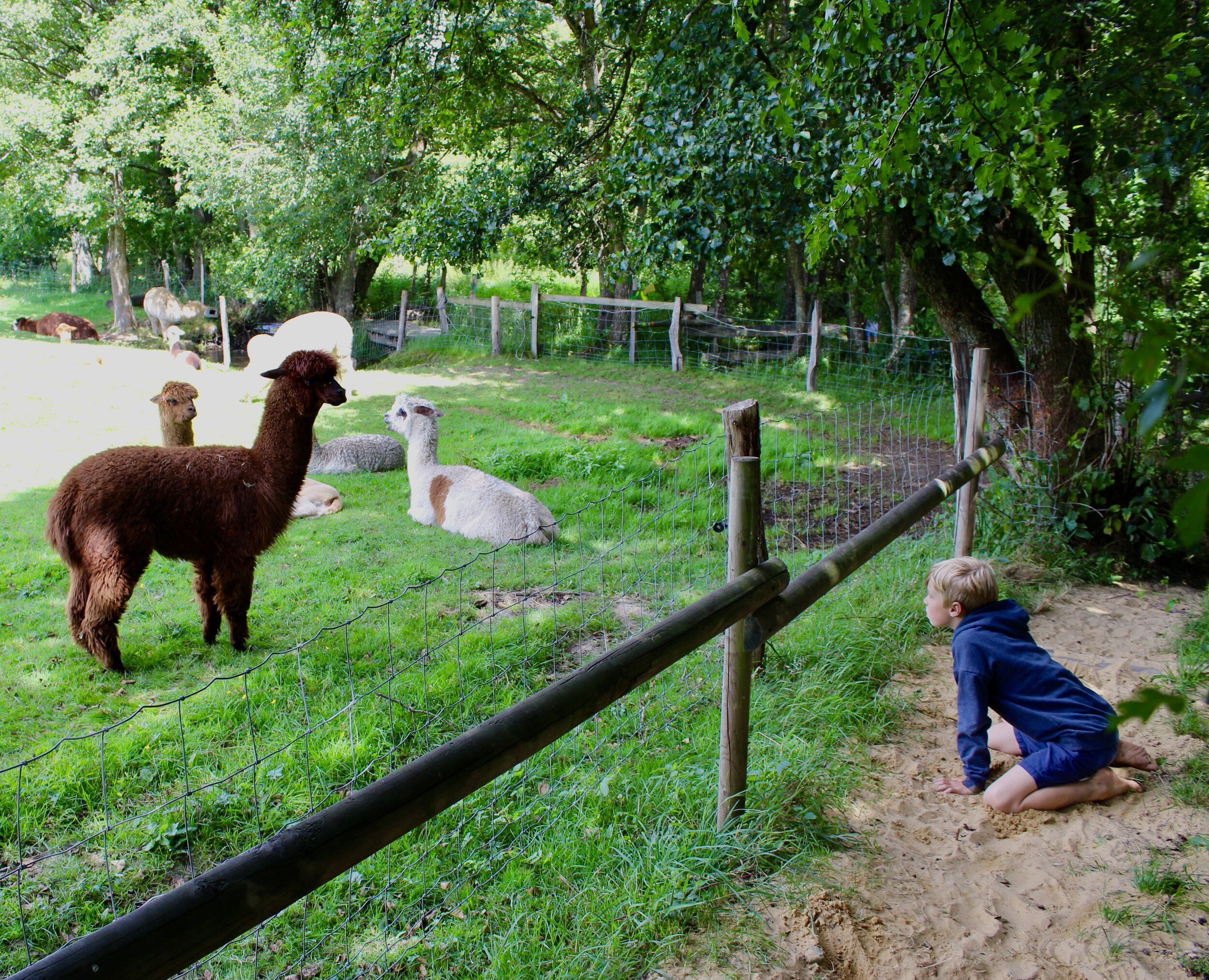 blotevoetenpad ferme de la planche alpaca