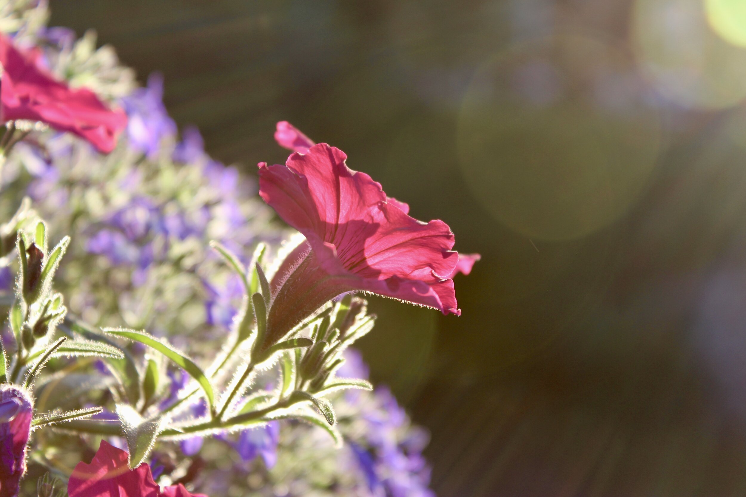 village coo fleurs