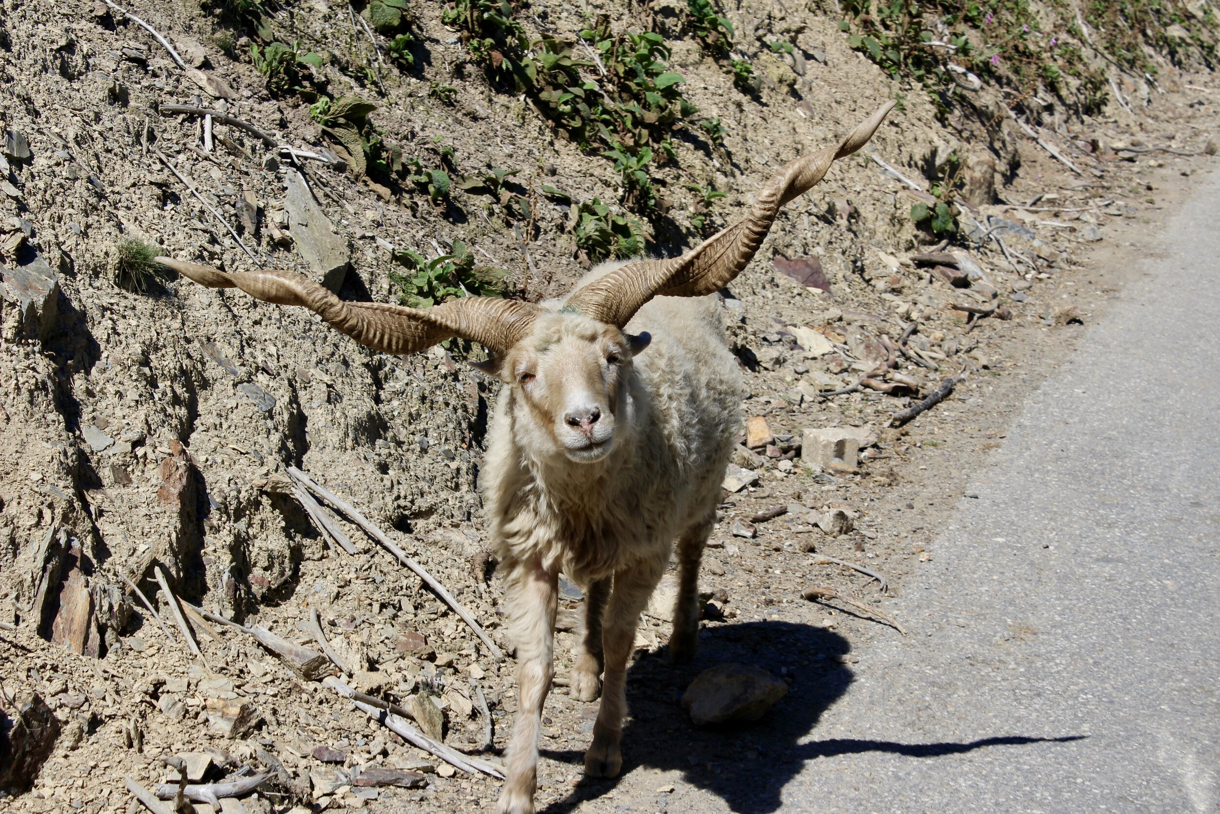 wildpark coo