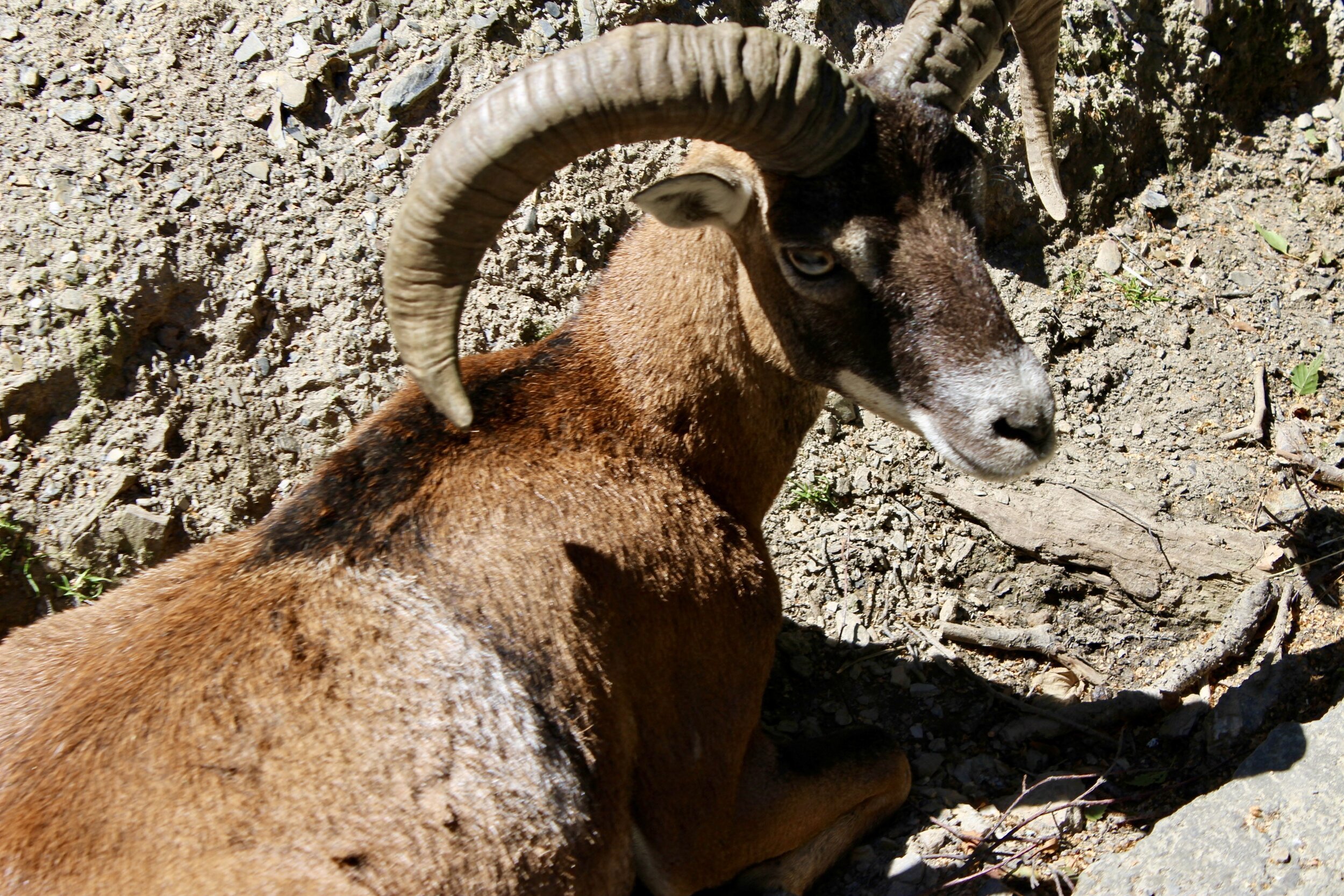 parc gibier coo