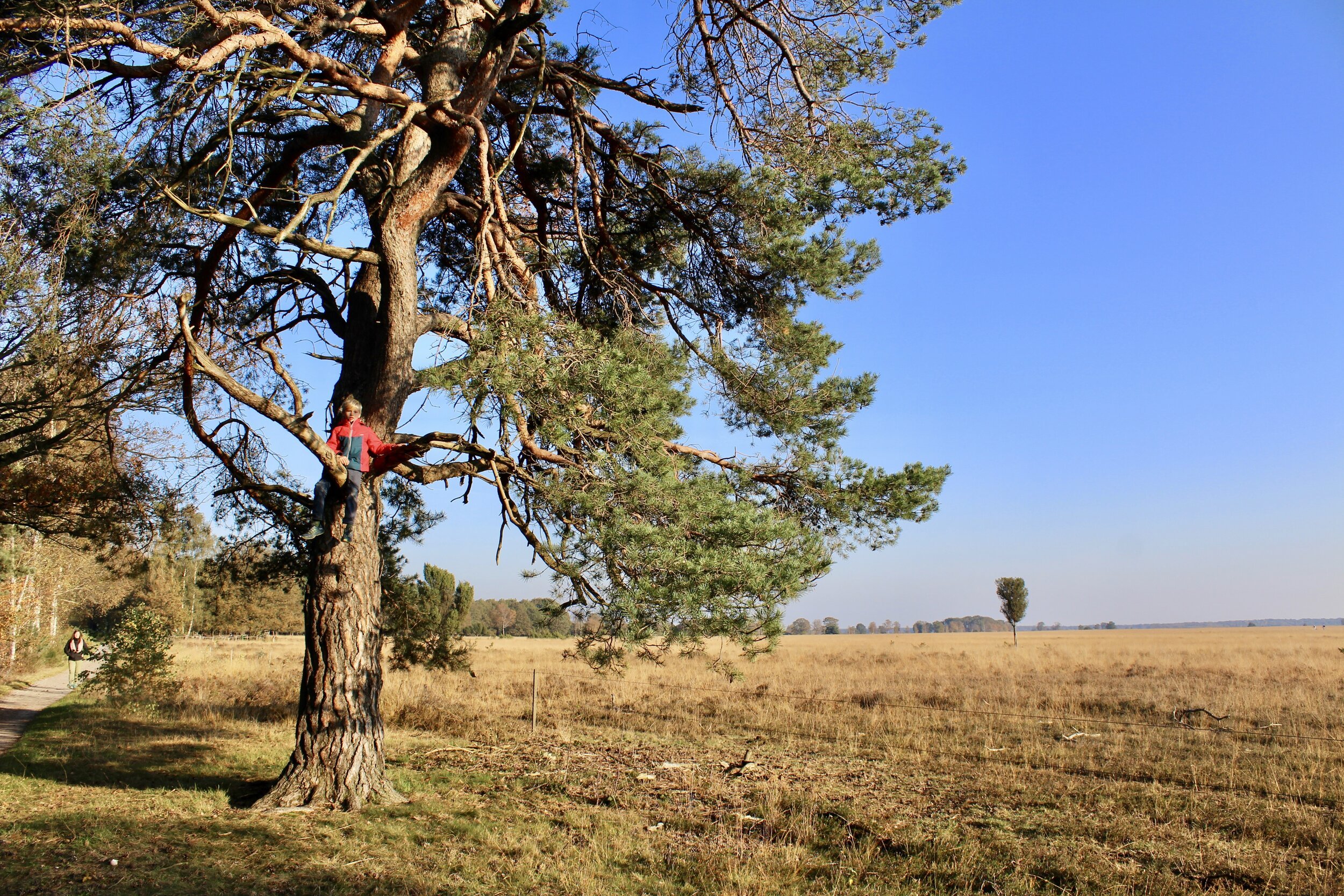 dwingelderveld drenthe