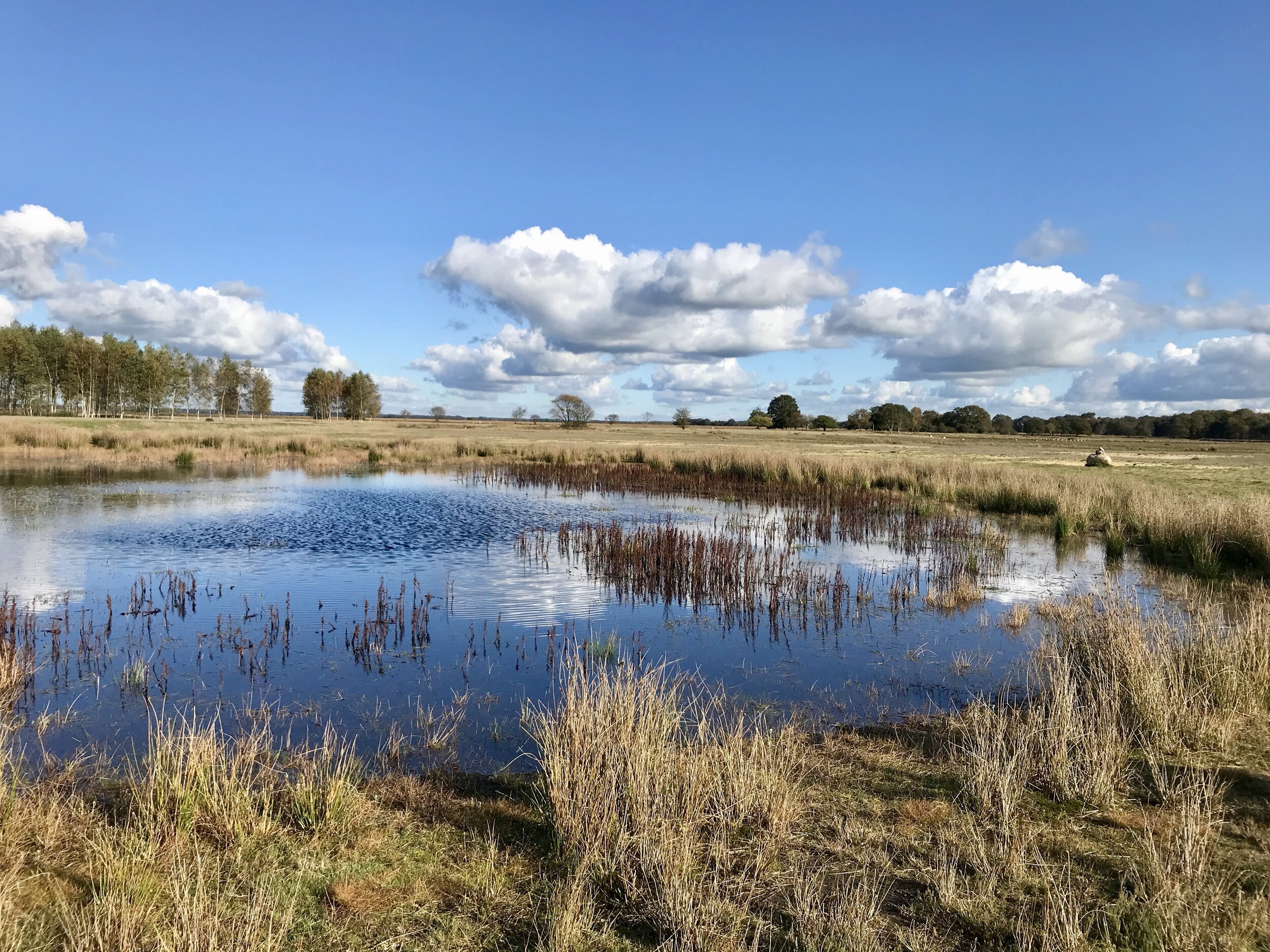 nationaal park dwingelderveld drenthe 