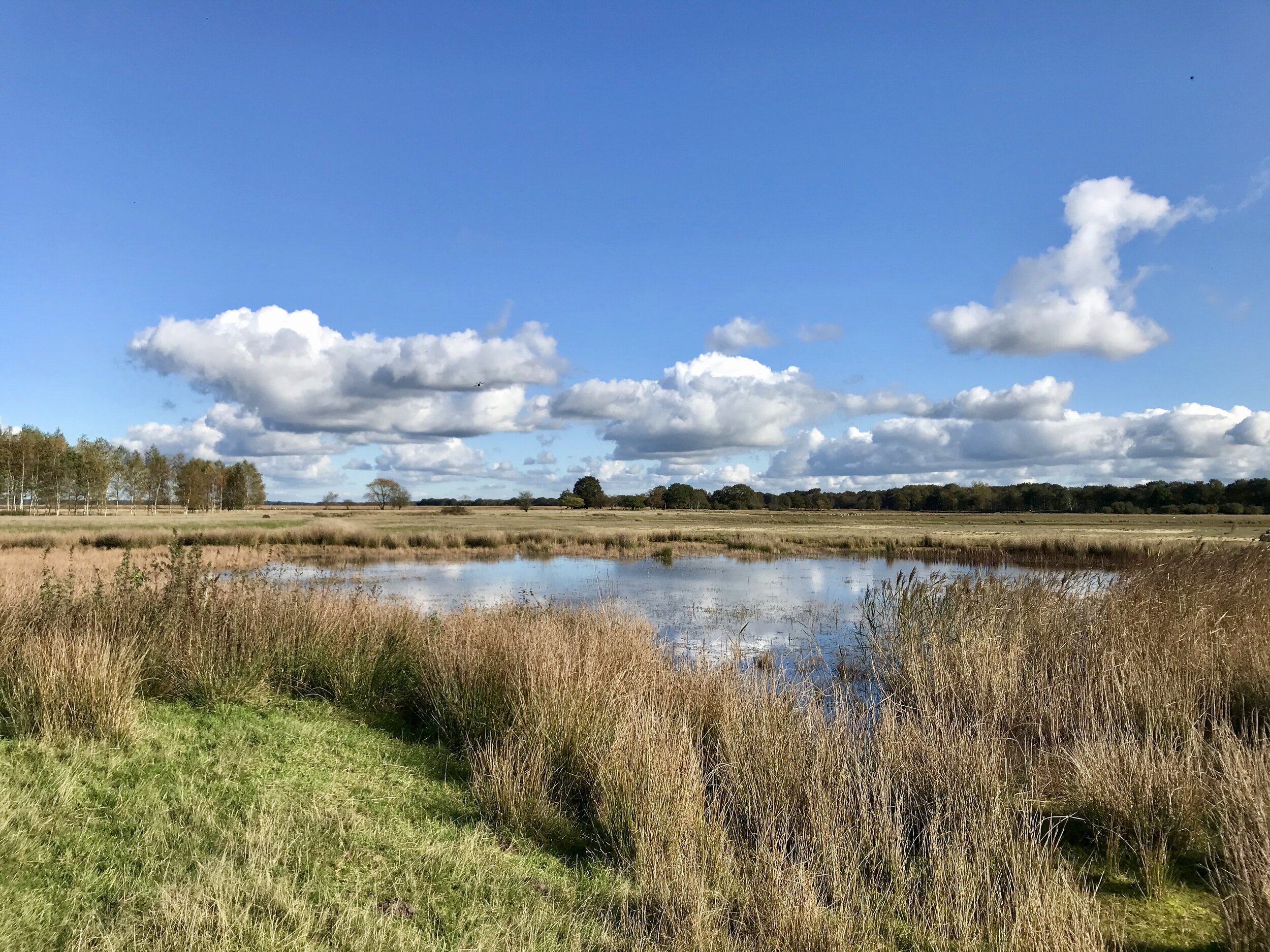 nationaal park dwingelderveld