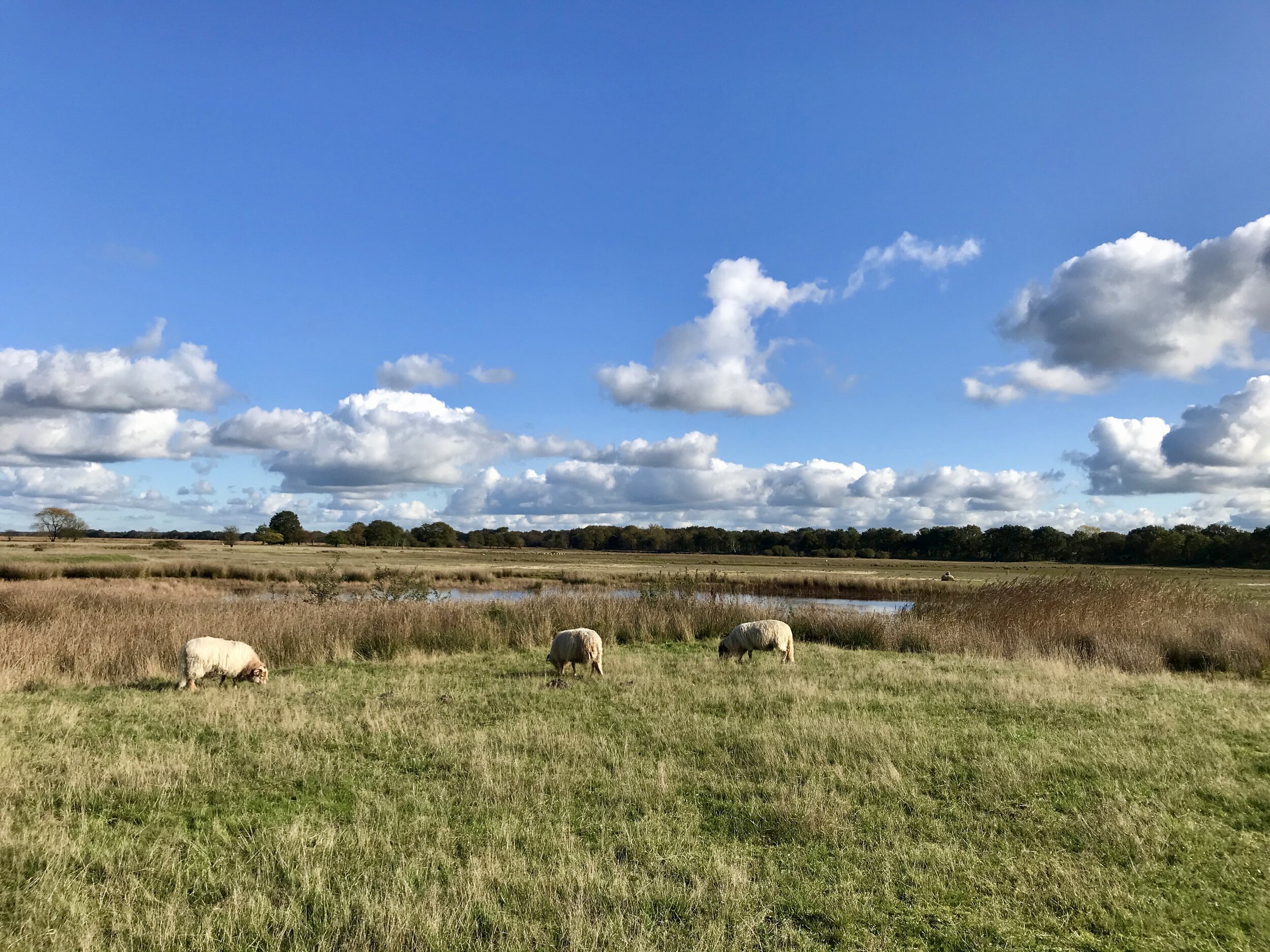 nationaal park dwingelderveld drenthe schapen