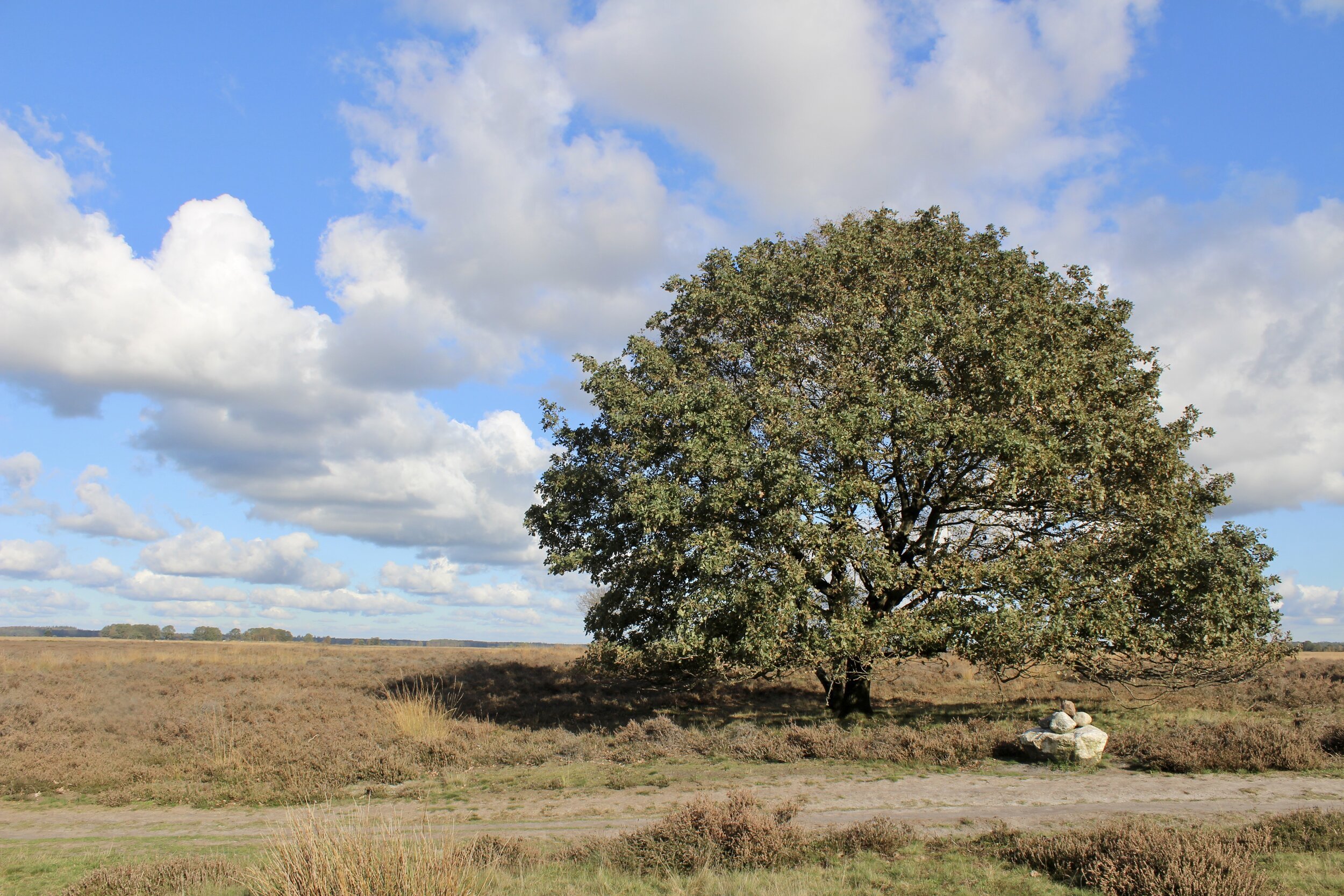 nationaal park dwingelderveld drenthe 