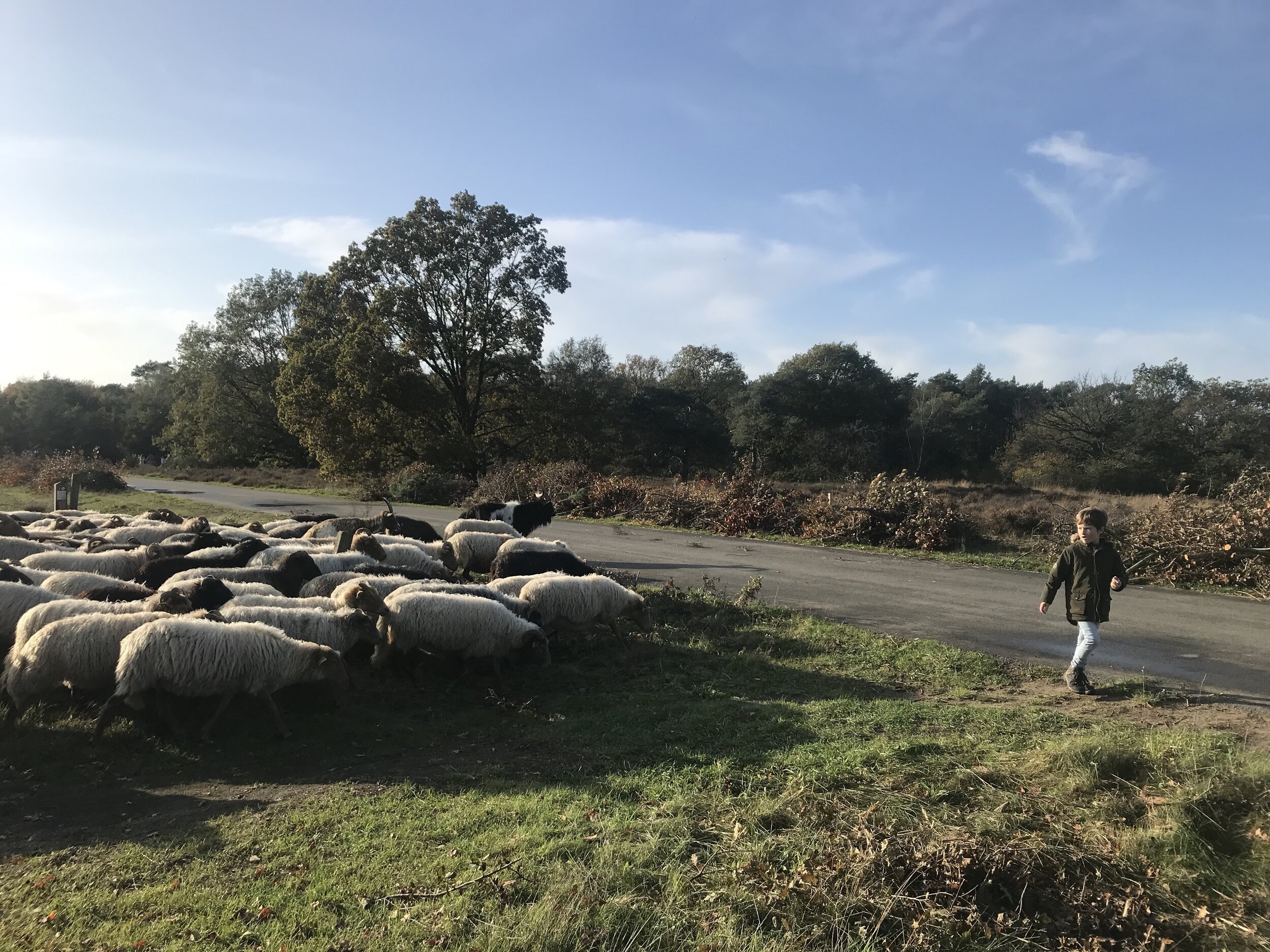 schapen drenthe