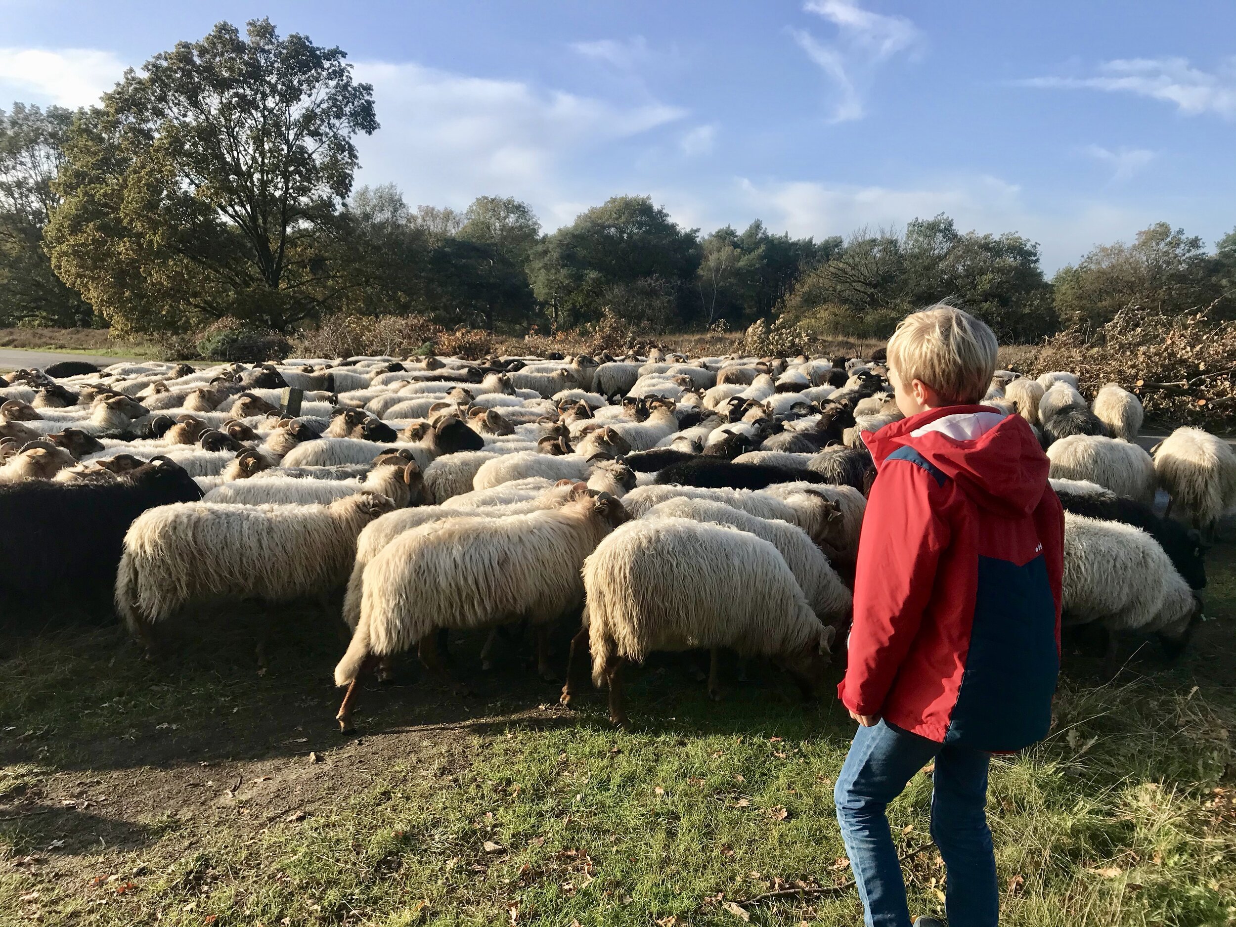 schapen wandelen drenthe