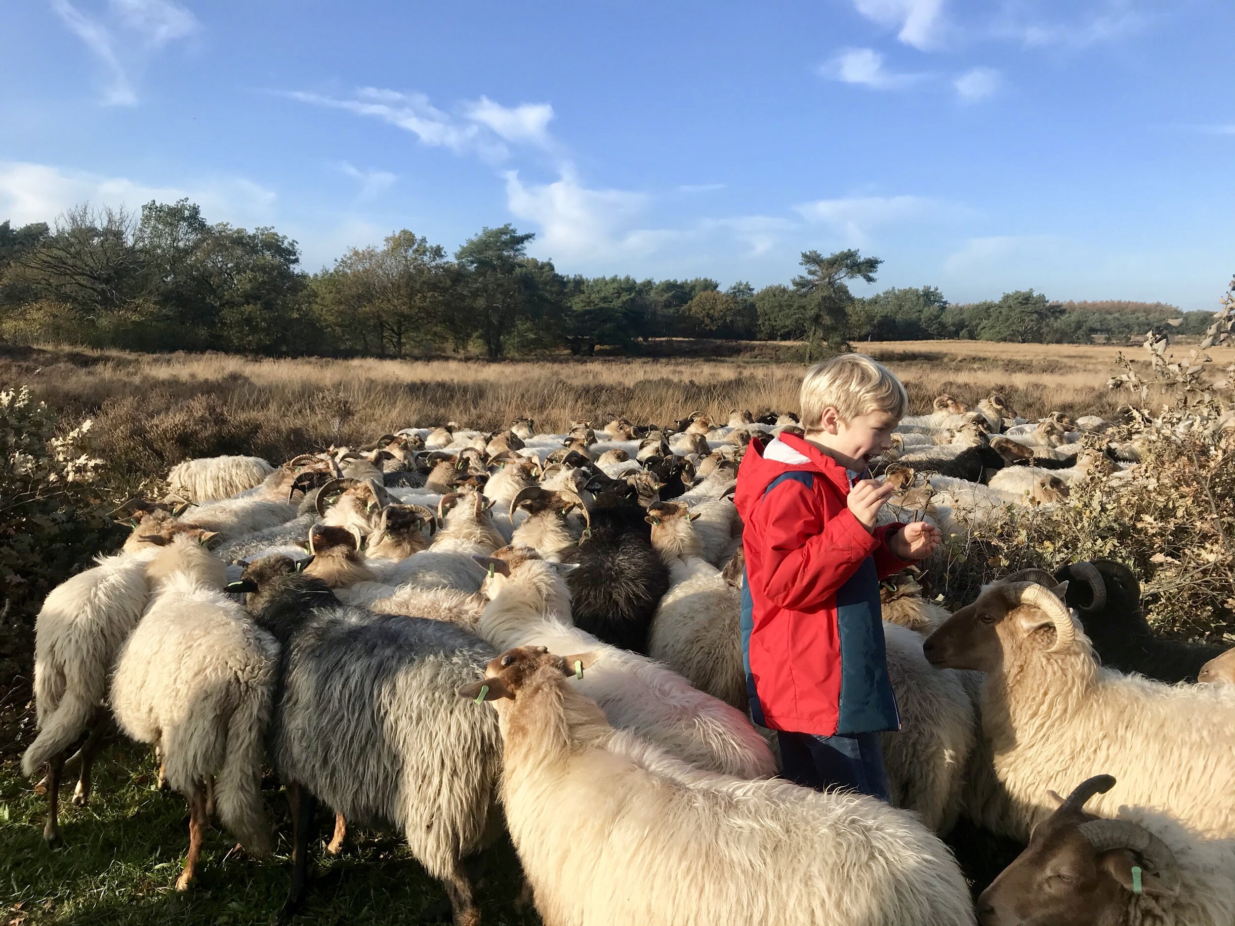 schapen kinderen drenthe