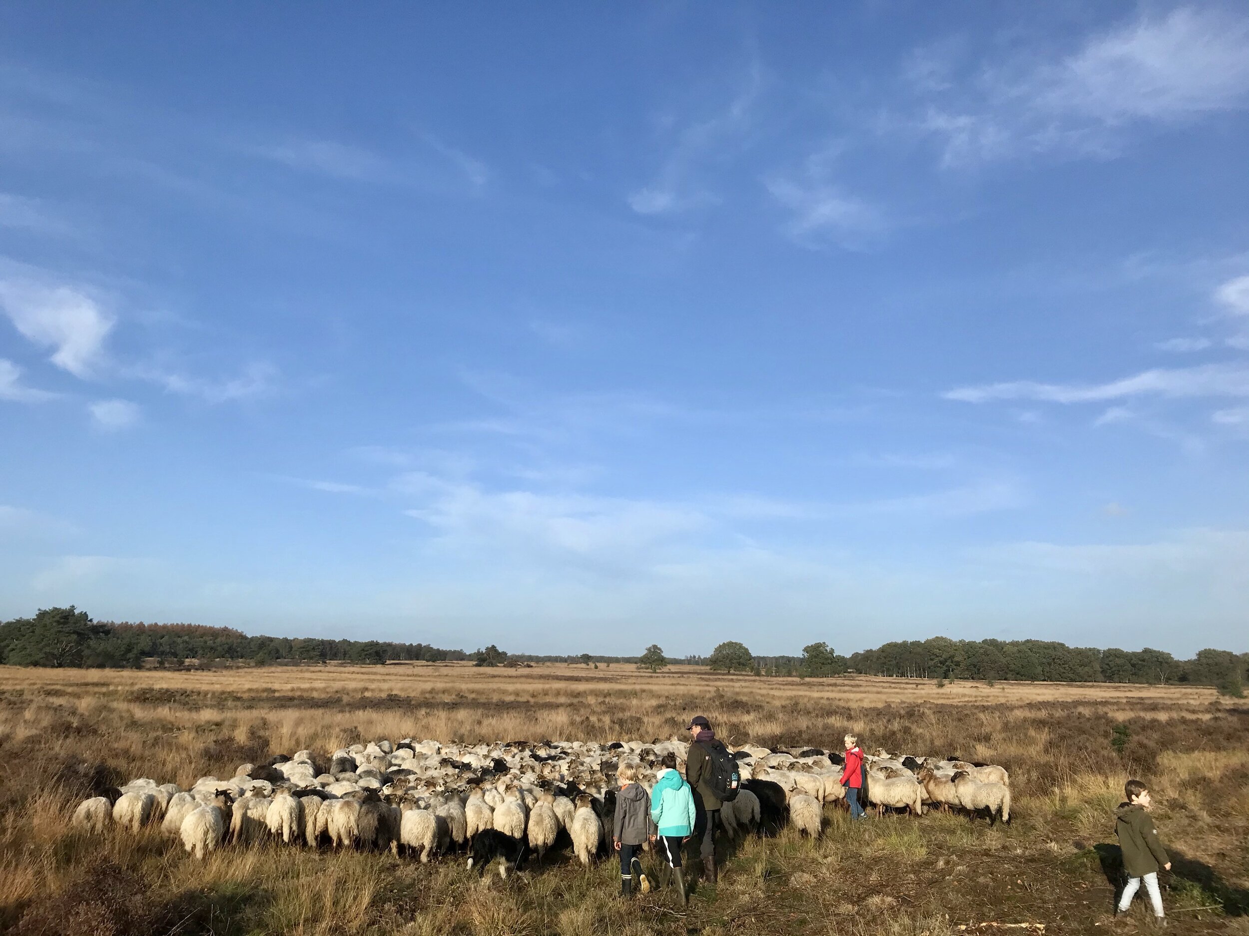 wandelen met schapen drenthe