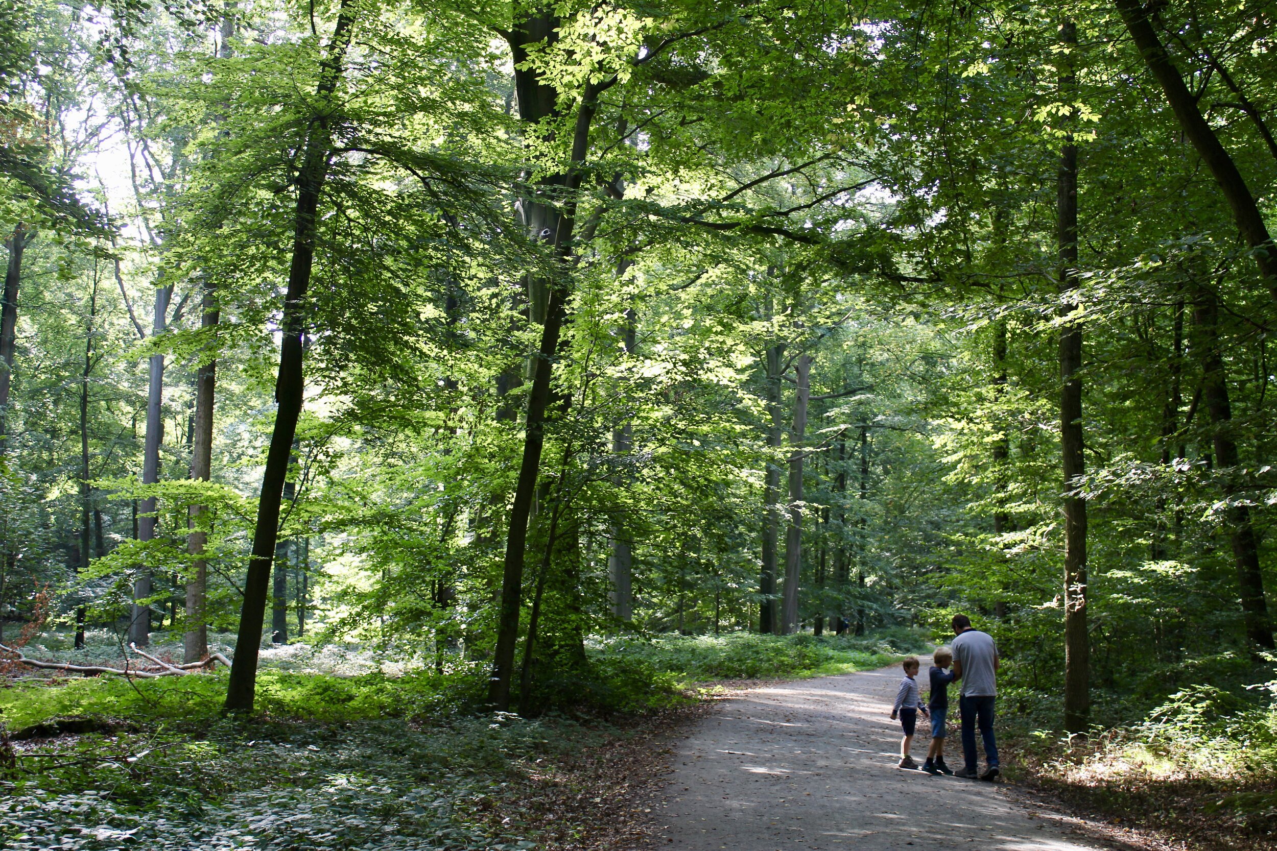 buggenhout bos