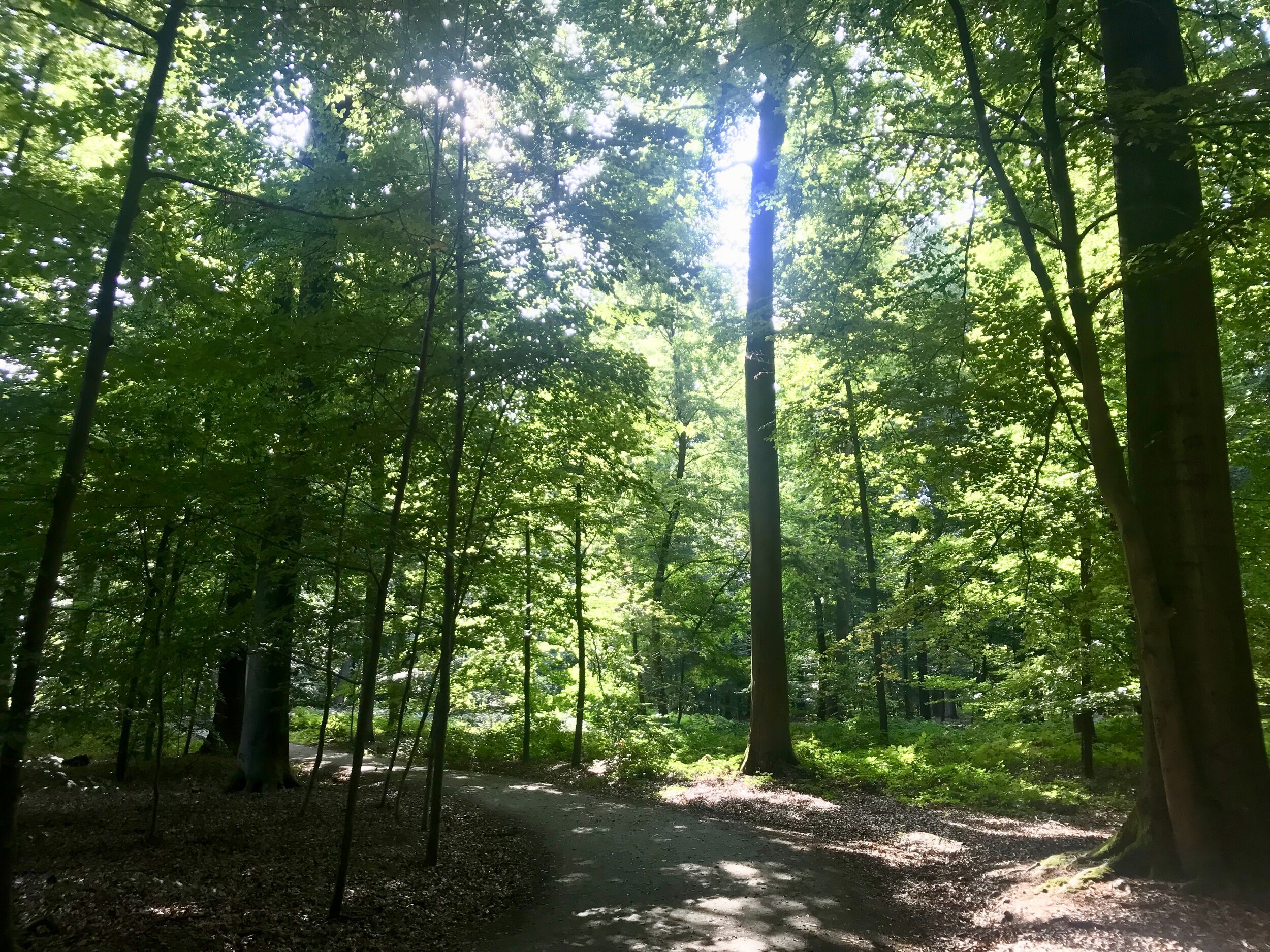 buggenhout bos scheldeland