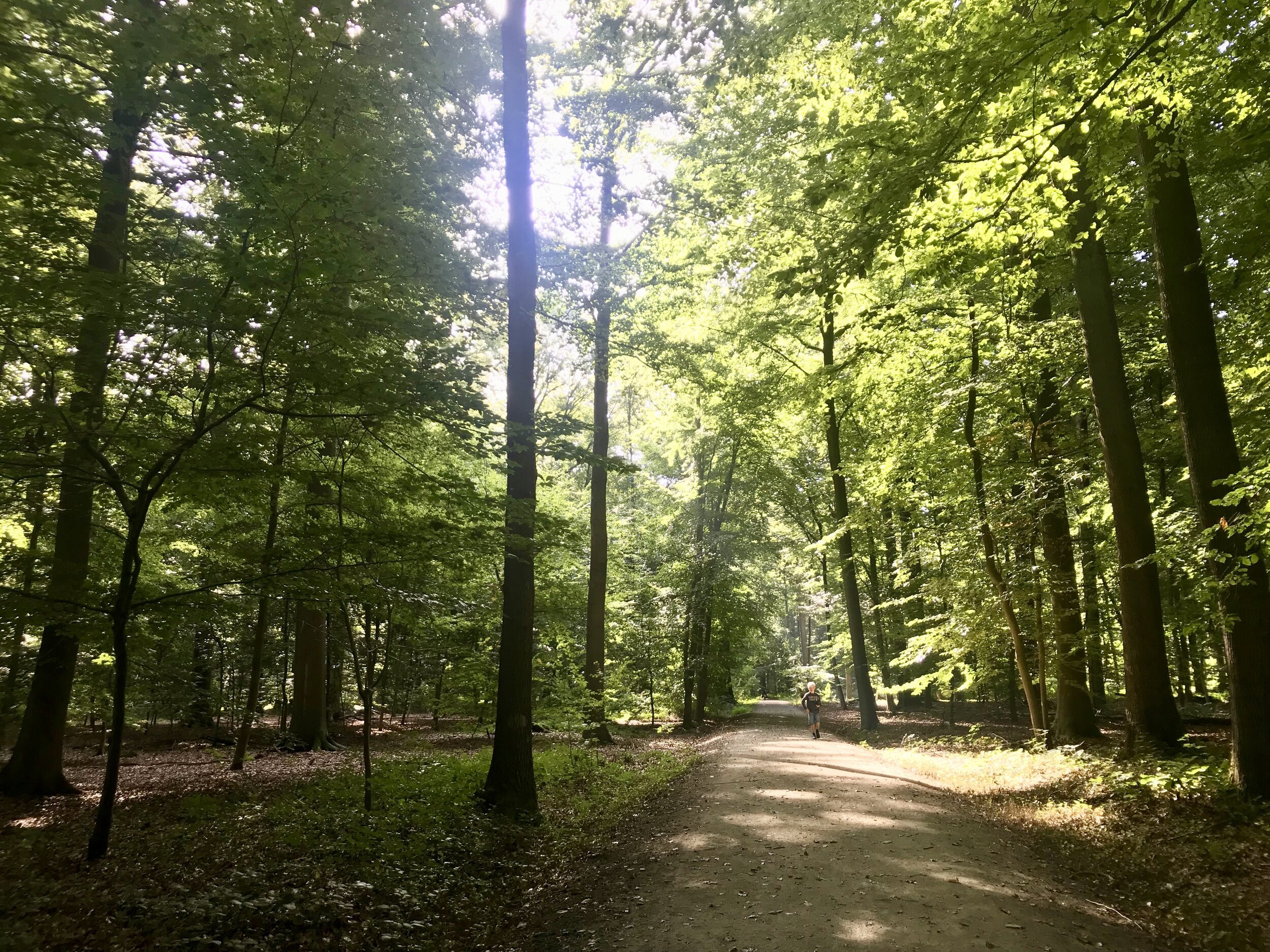 buggenhout bos wandelen
