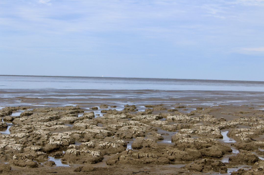 zeebodem waddenzee.png