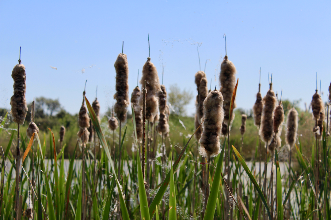 riet biesbosch.png