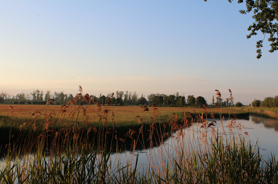 zonsopgang biesbosch.png