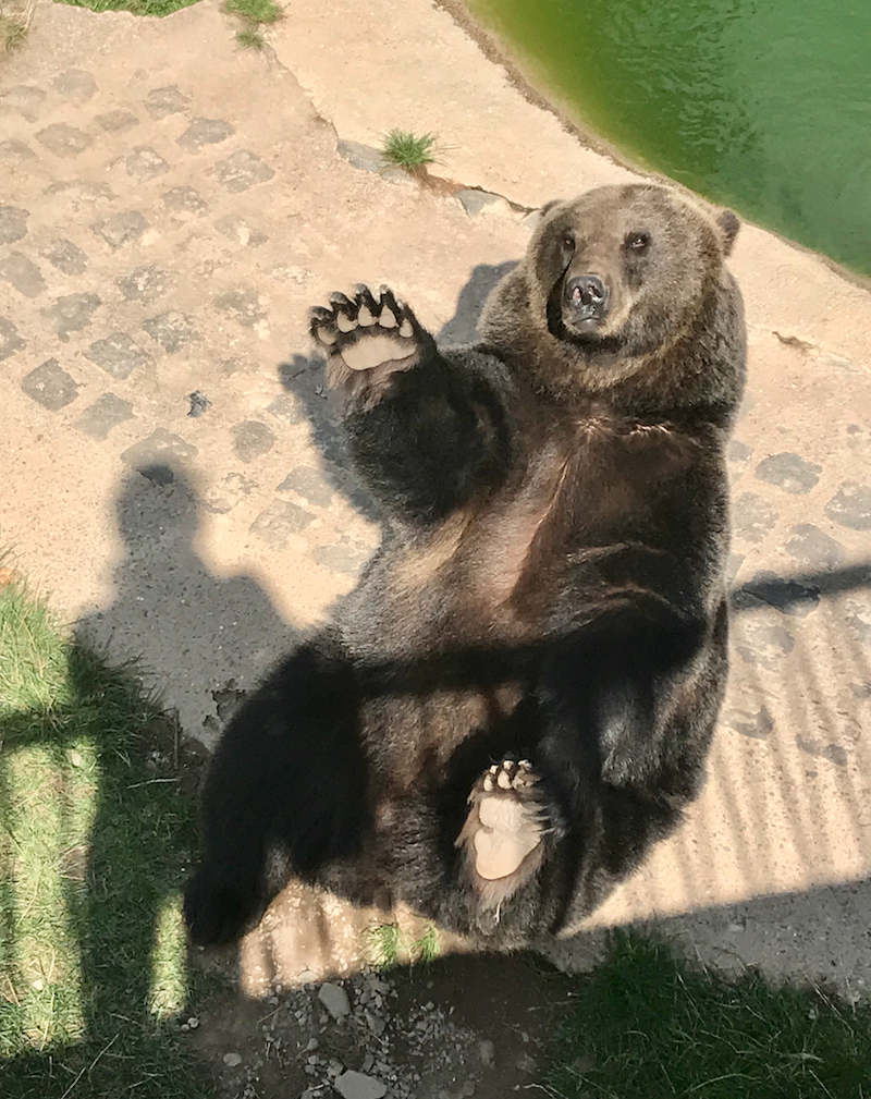 wildpark klotten.png