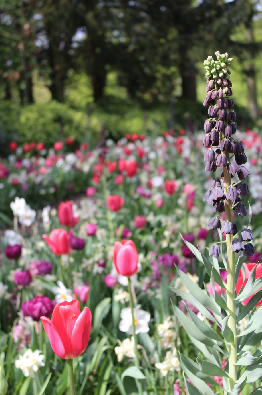 keukenhof wilde tulpen.png