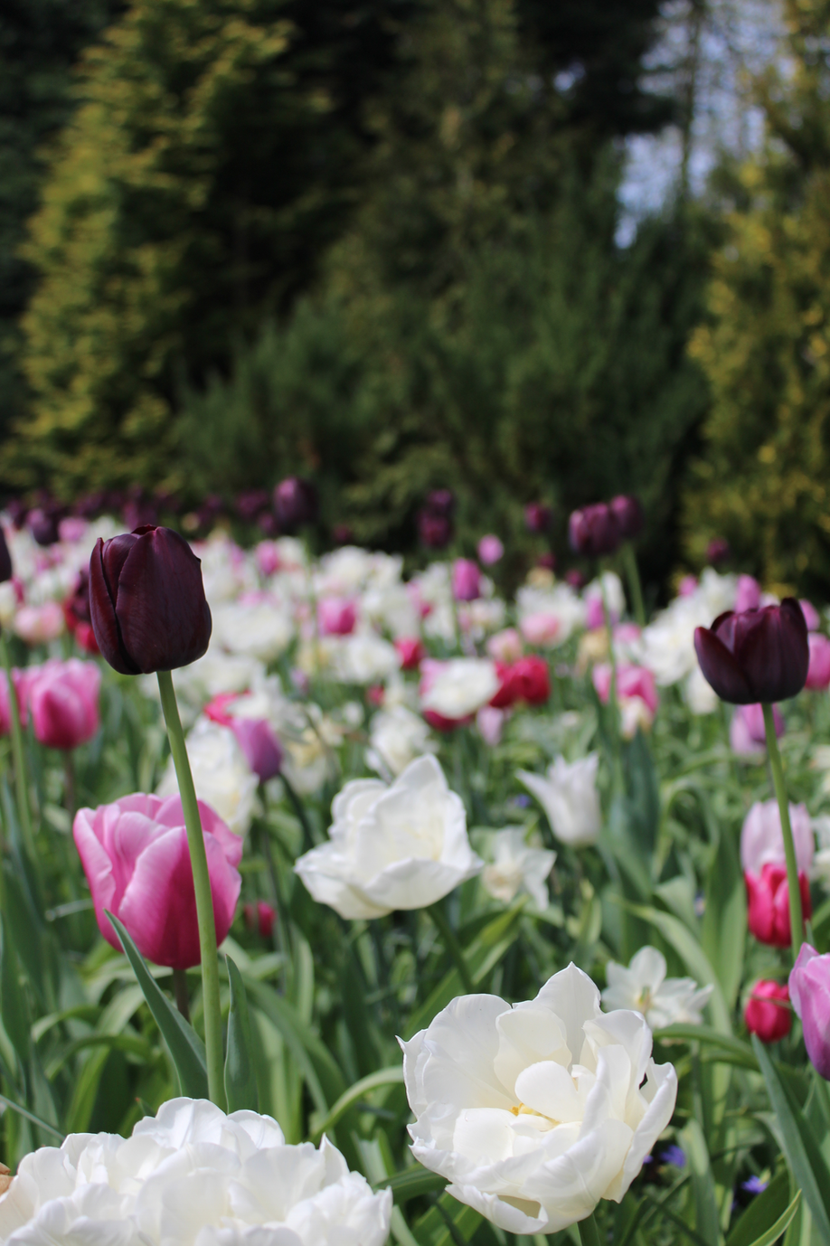 keukenhof wilde tuin.png