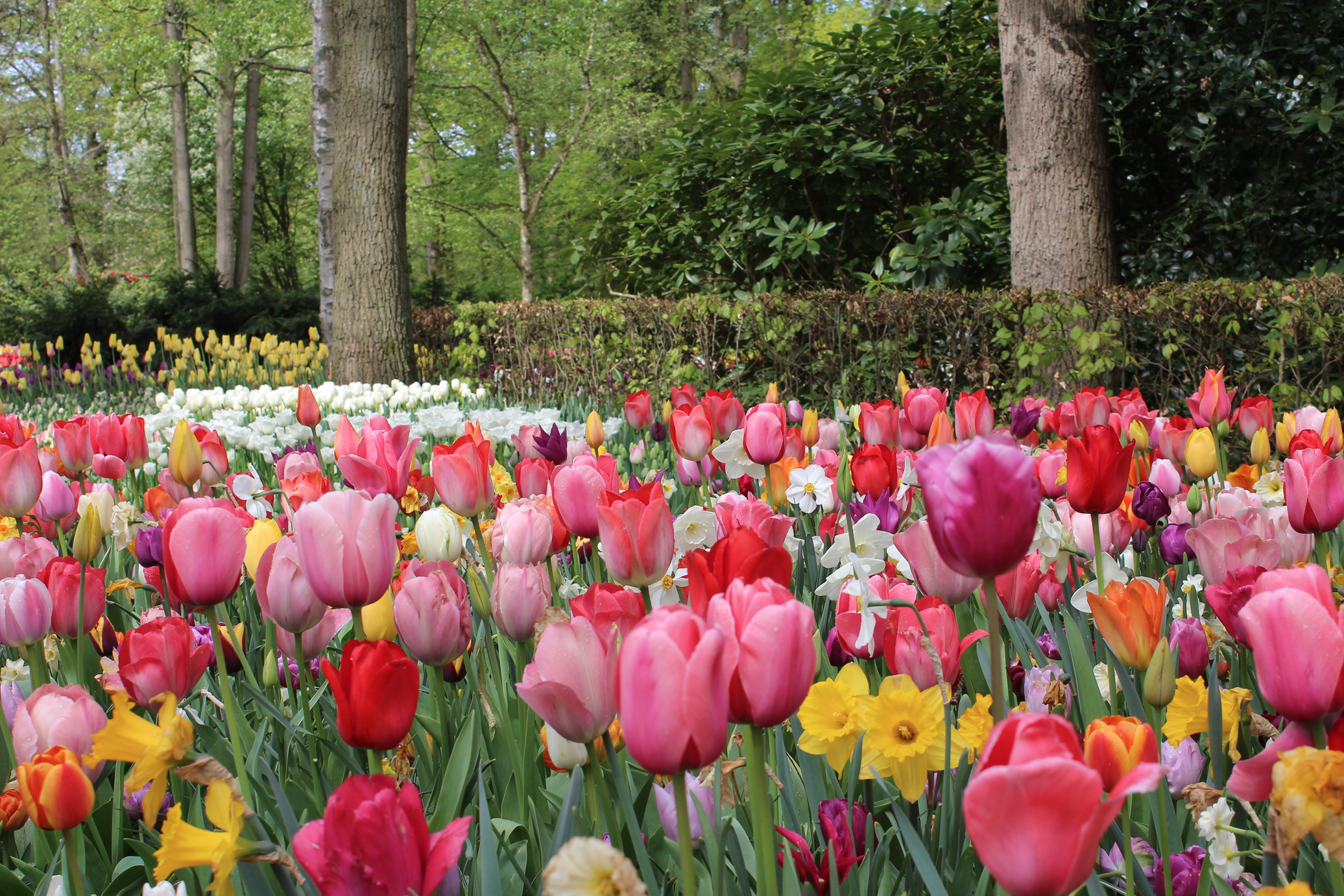 keukenhof.png