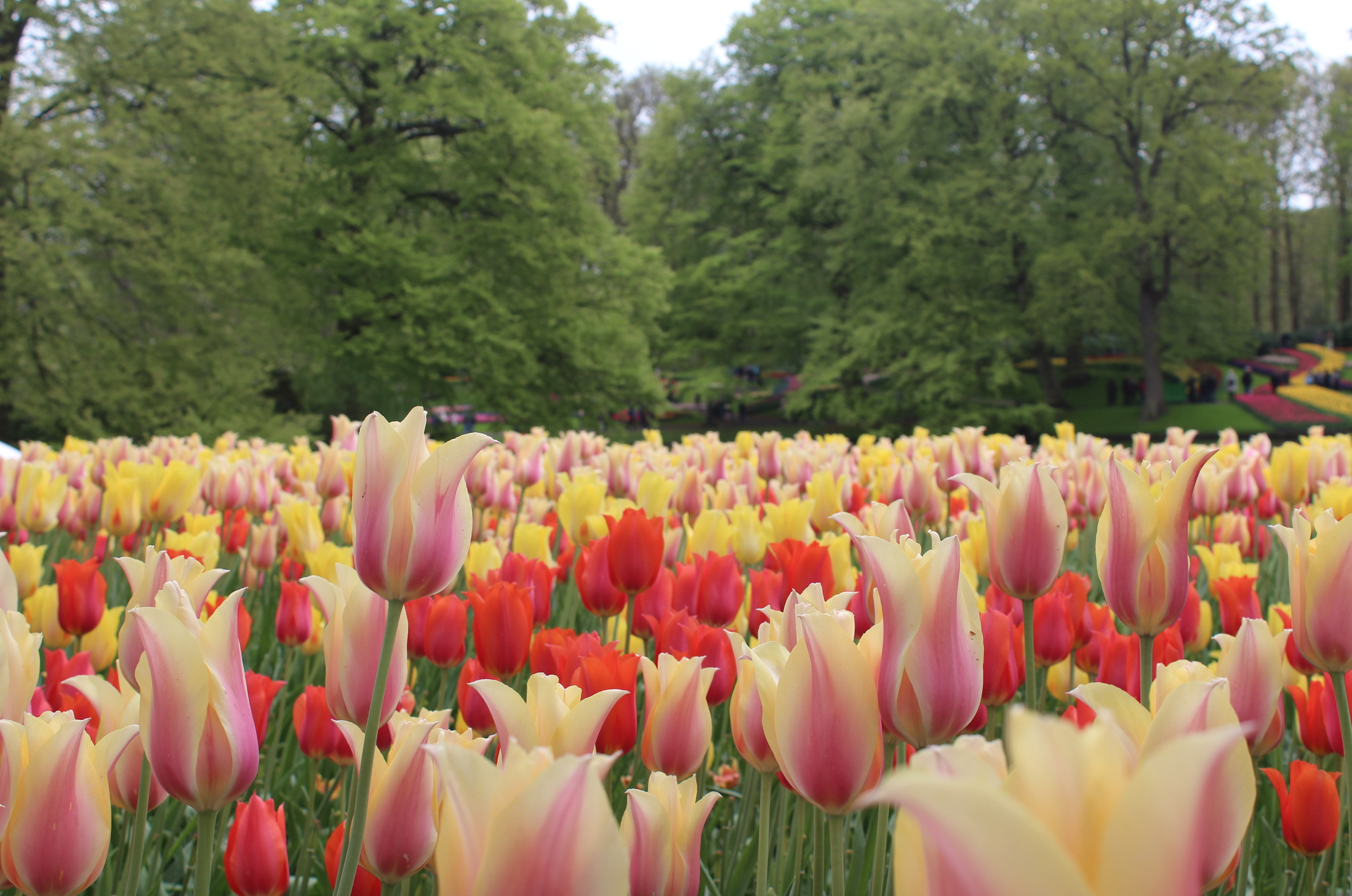 keukenhof lisse.png