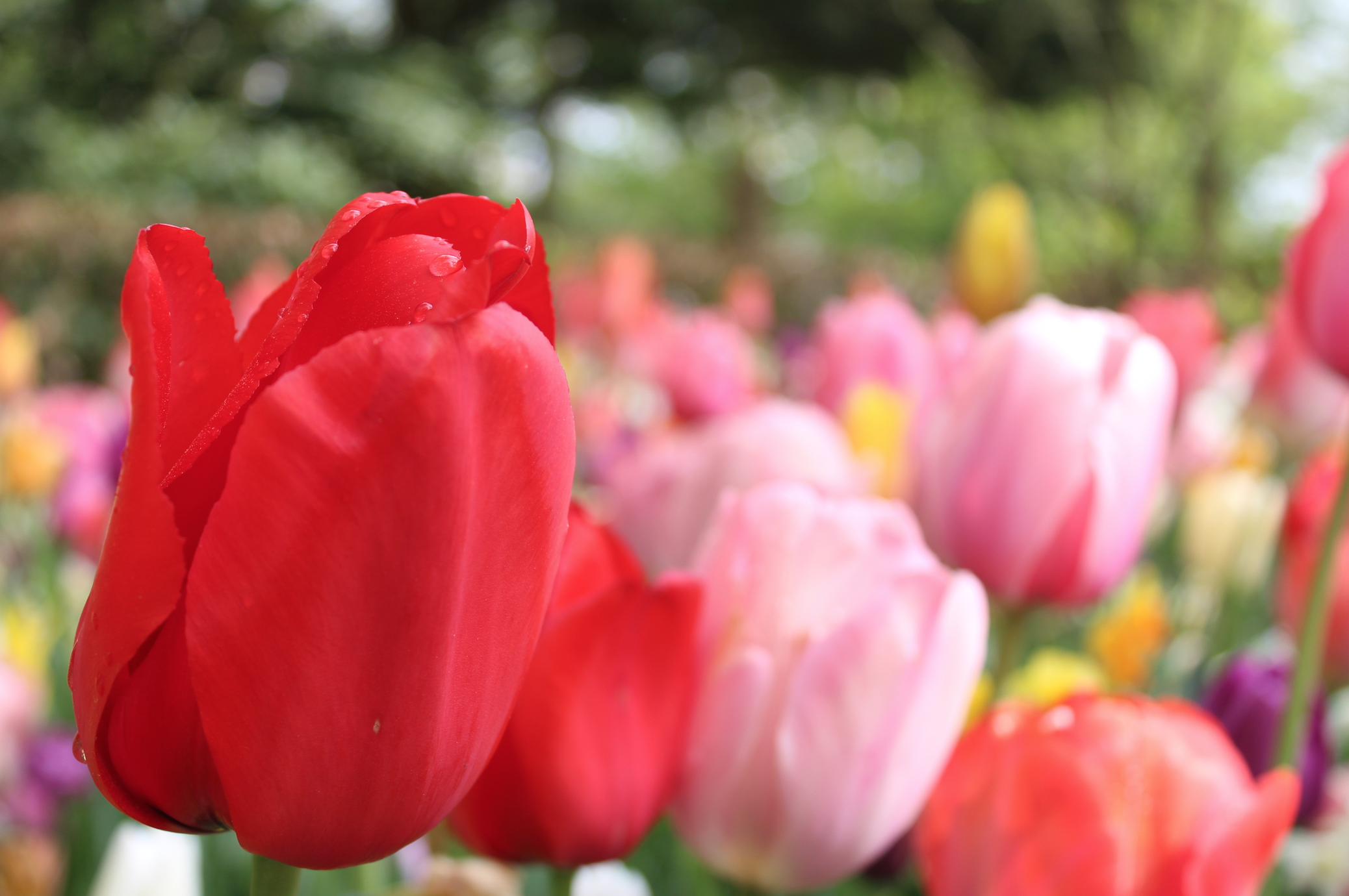 keukenhof rode tulp.png