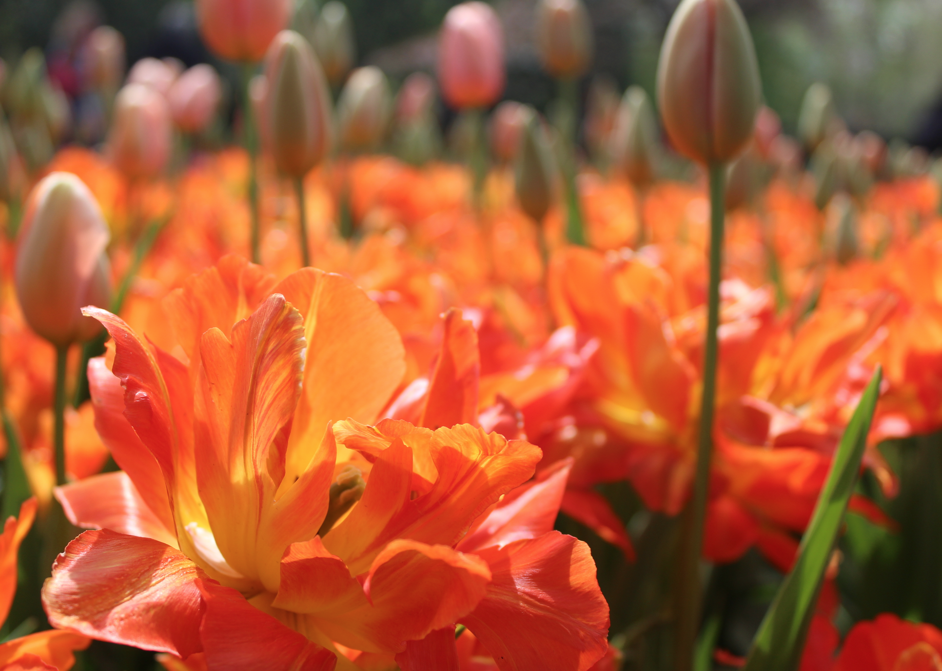 keukenhof oranje bloemenzee.png