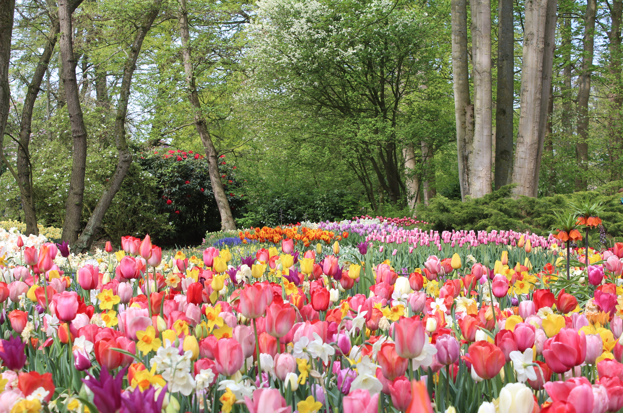 keukenhof tulpenperk.png