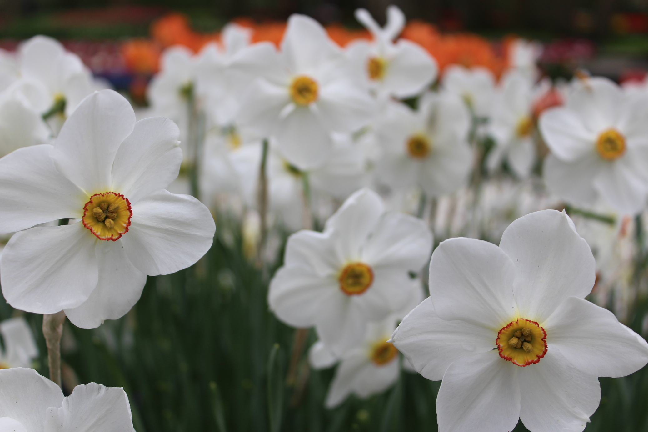 keukenhof witte bloem.png