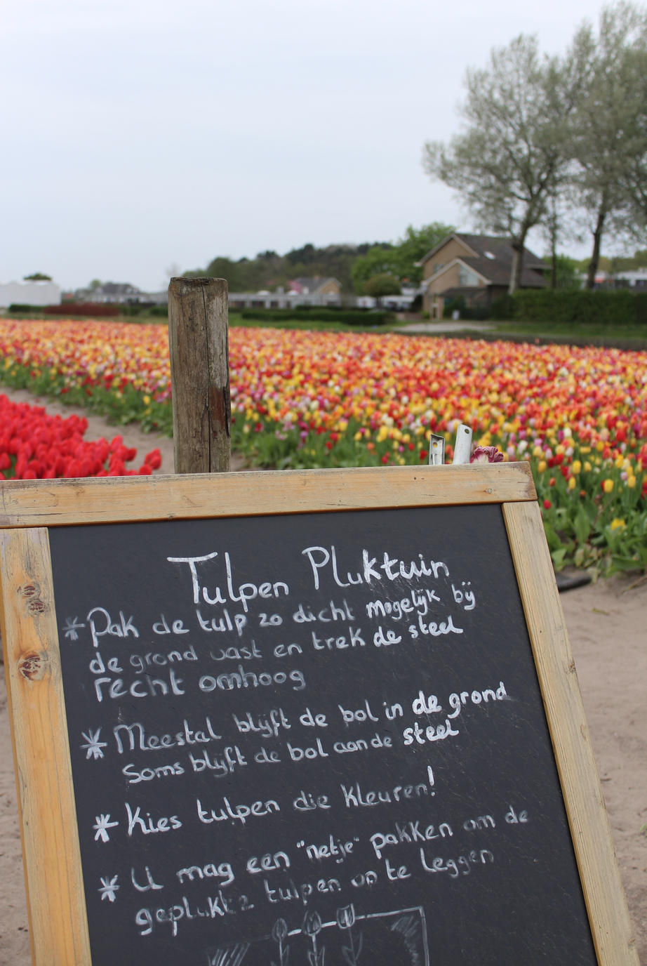 tulpen plukken.png