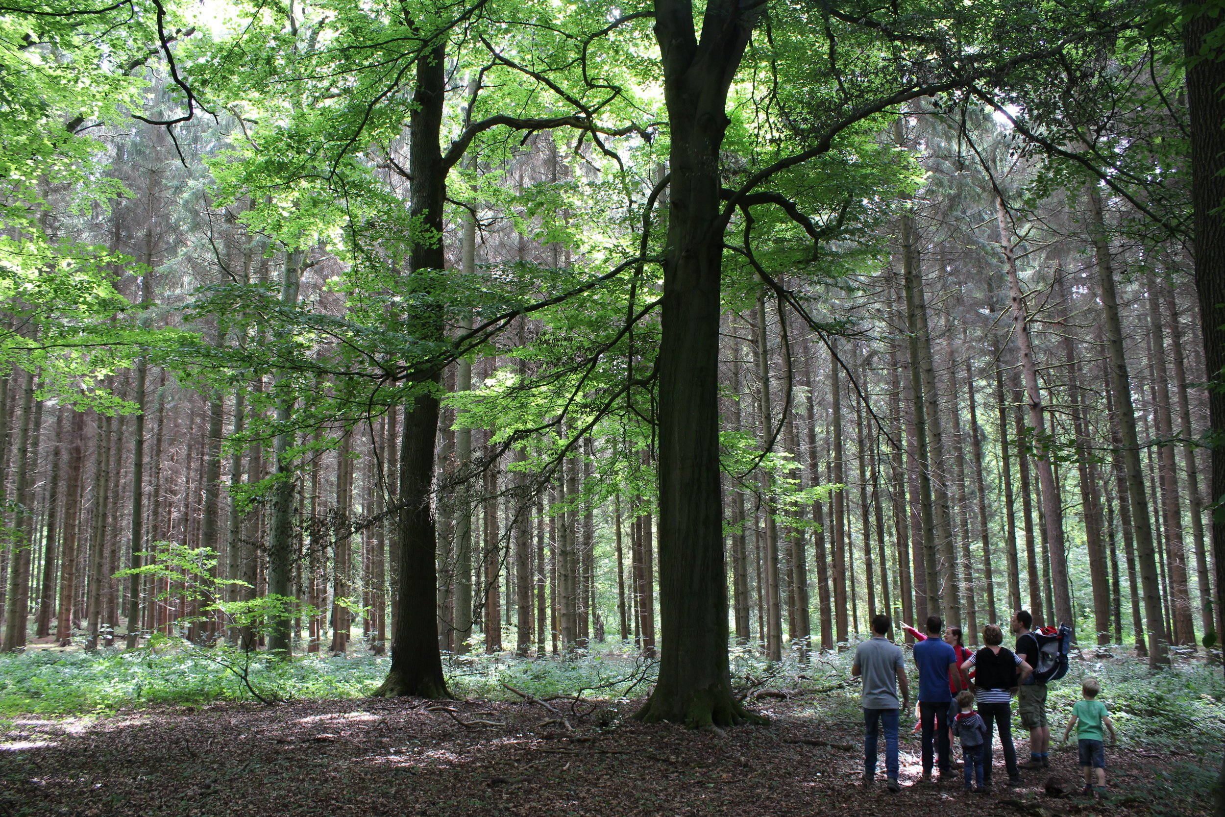 wandelen bos ardennen