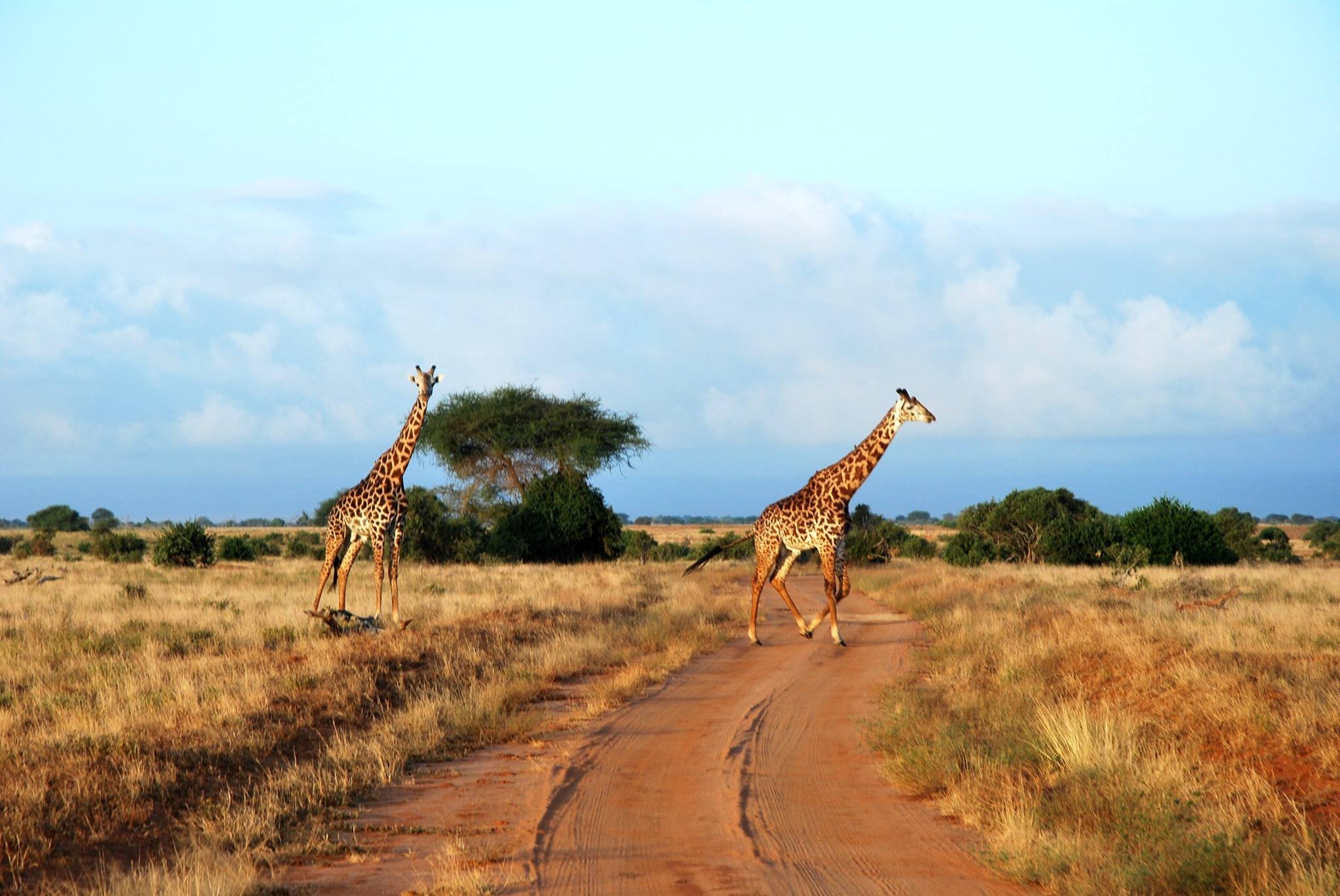 Safari Kenia - Getoutoftown.jpg