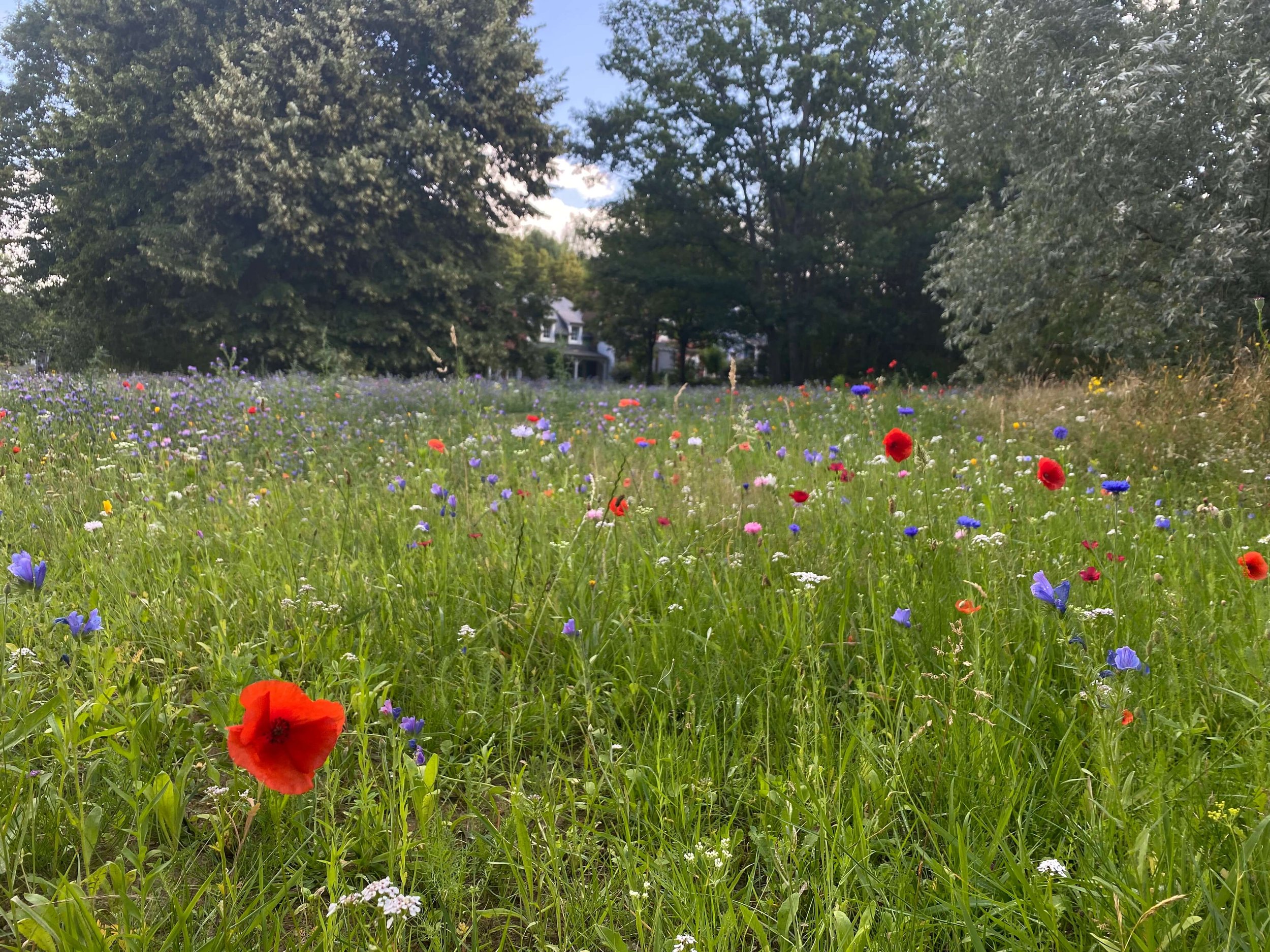 center parcs lac d'ailette bloemen.jpeg