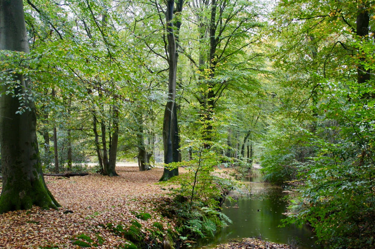 rijsterbos friesland.png