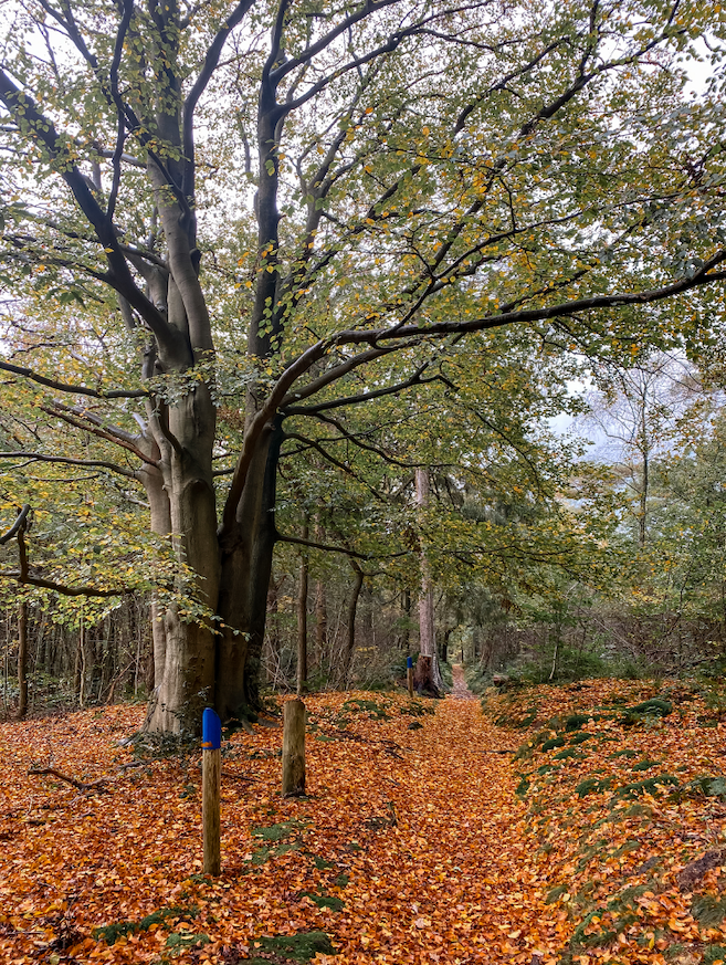 wandelen rijsterbos friesland.png