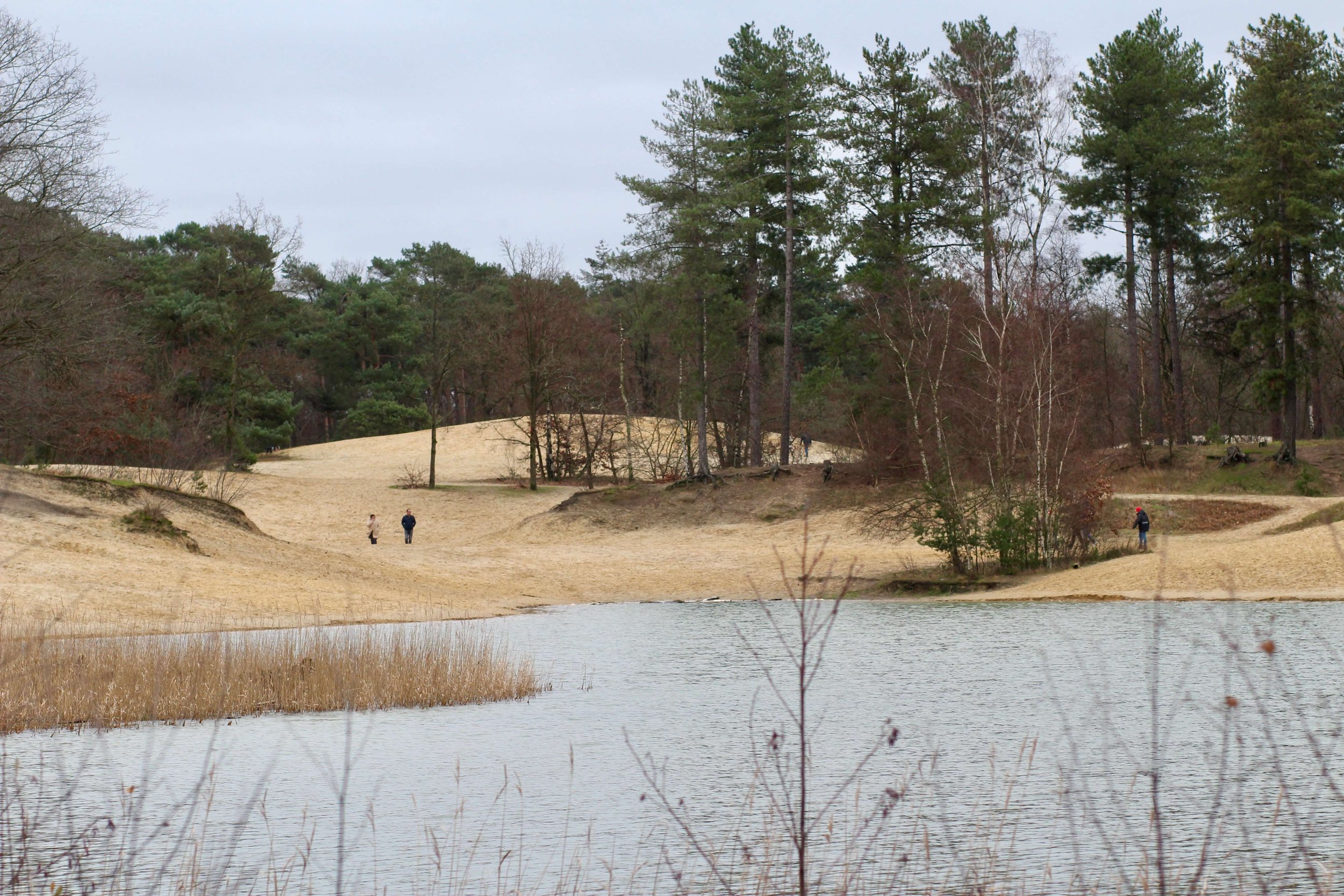 wandelen in bergen op zoom bergse heide