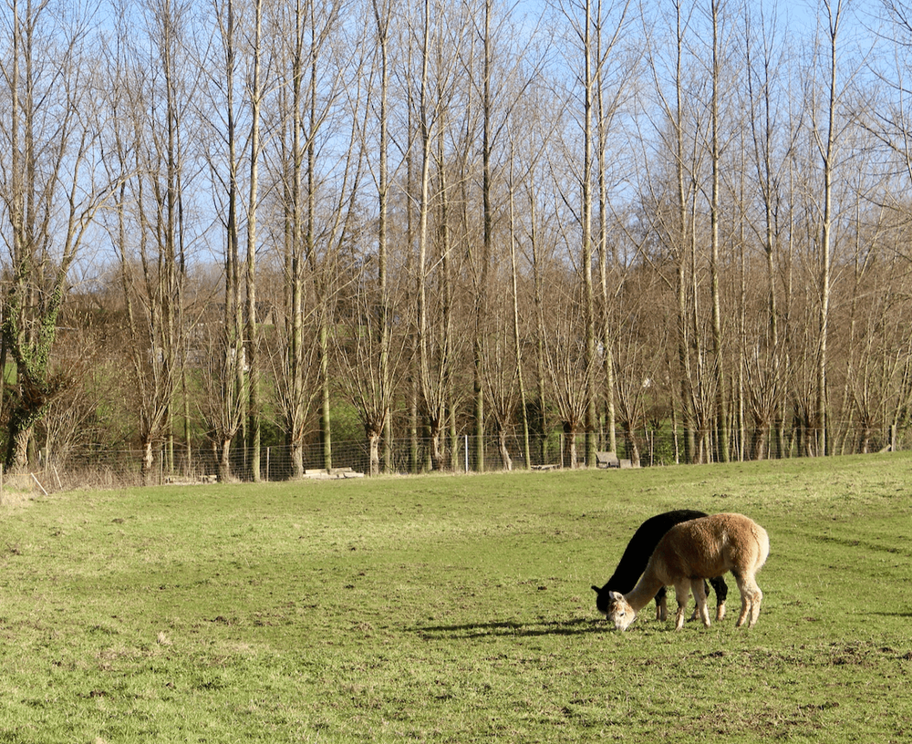 pauwelwandeling alpaca's.png