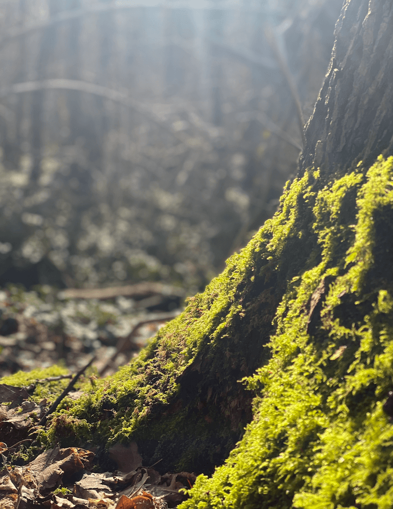 pauwelwandeling kluysbos markvallei.png