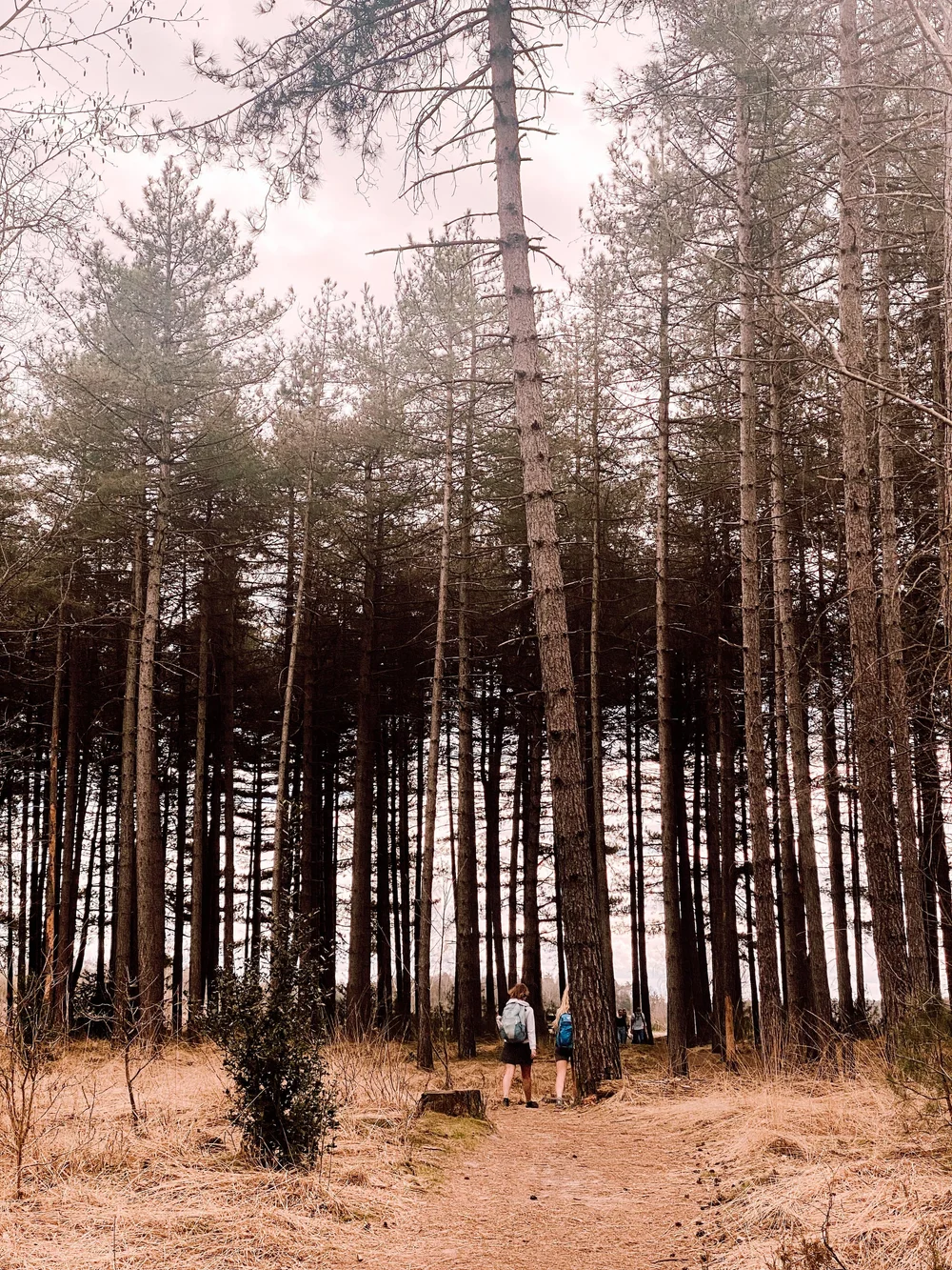 mechelse heide bossen.jpeg