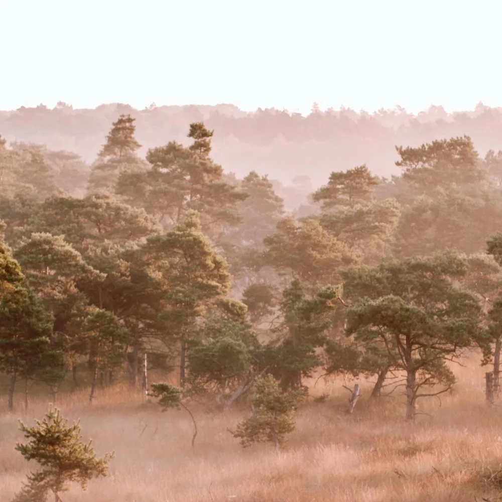 mist kalmthoutse heide.jpeg