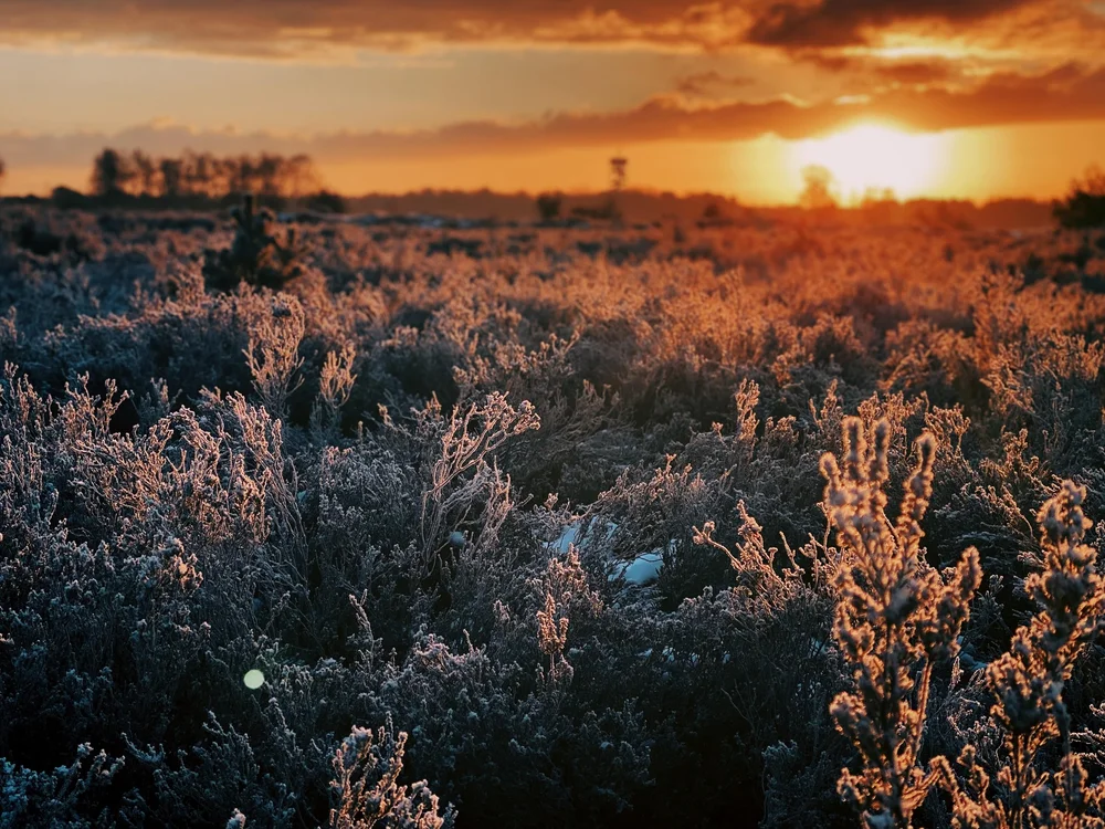 sunrise kalmthoutse heide.jpeg