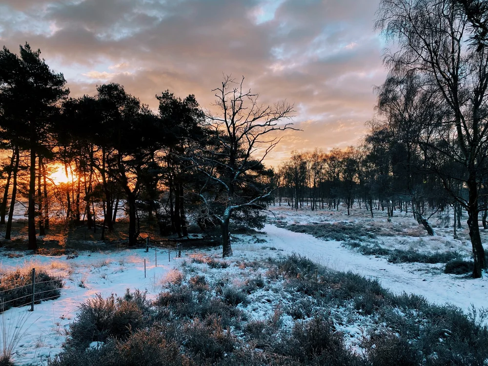 zonsopgang in de heide.jpeg
