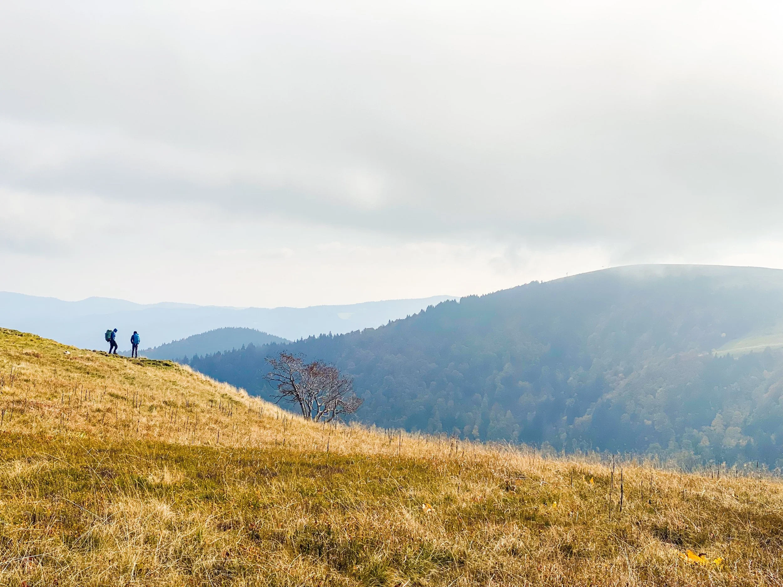 wandelingen. vogezen.jpeg