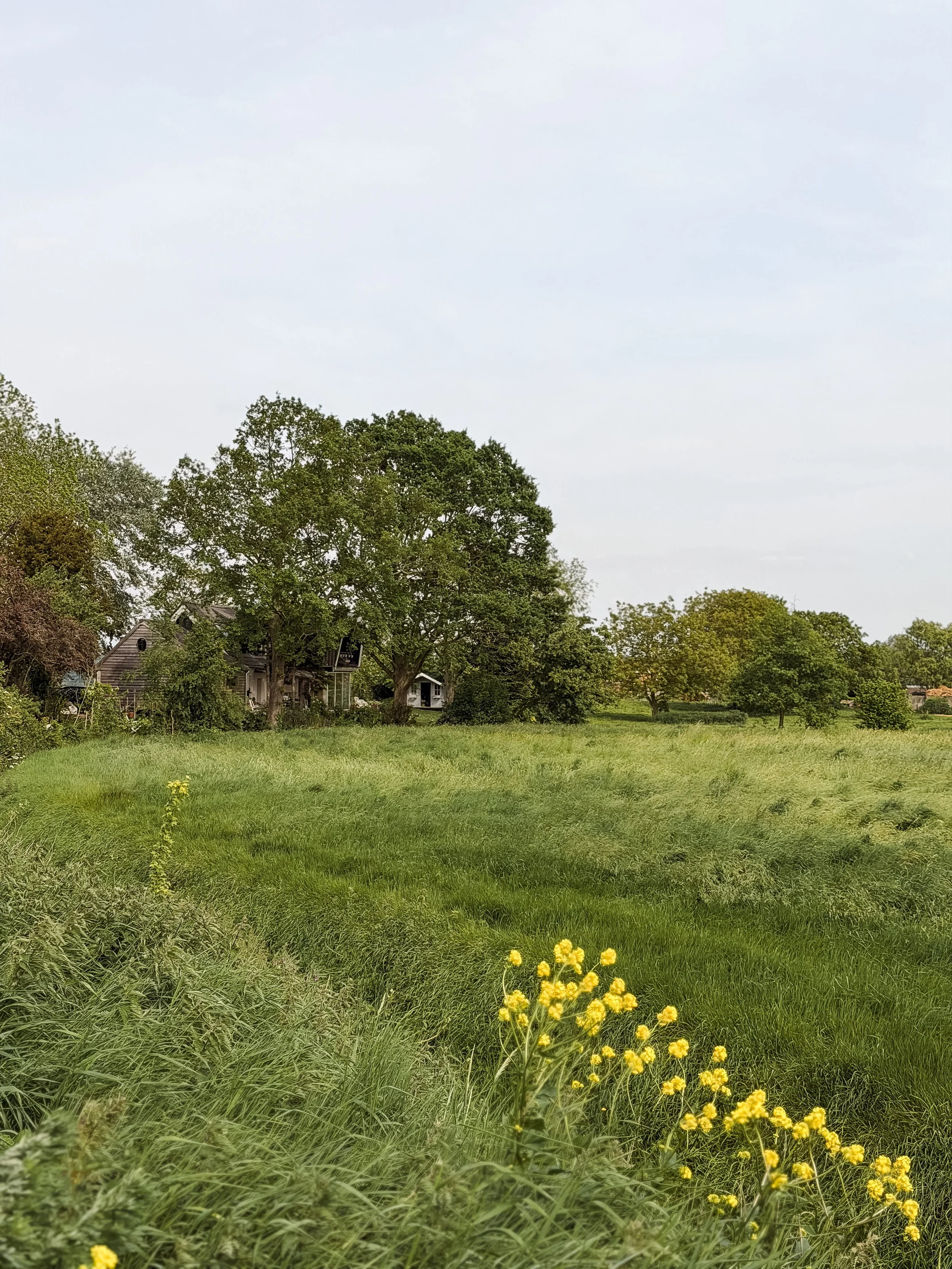 hulst bloemenvelden.jpg