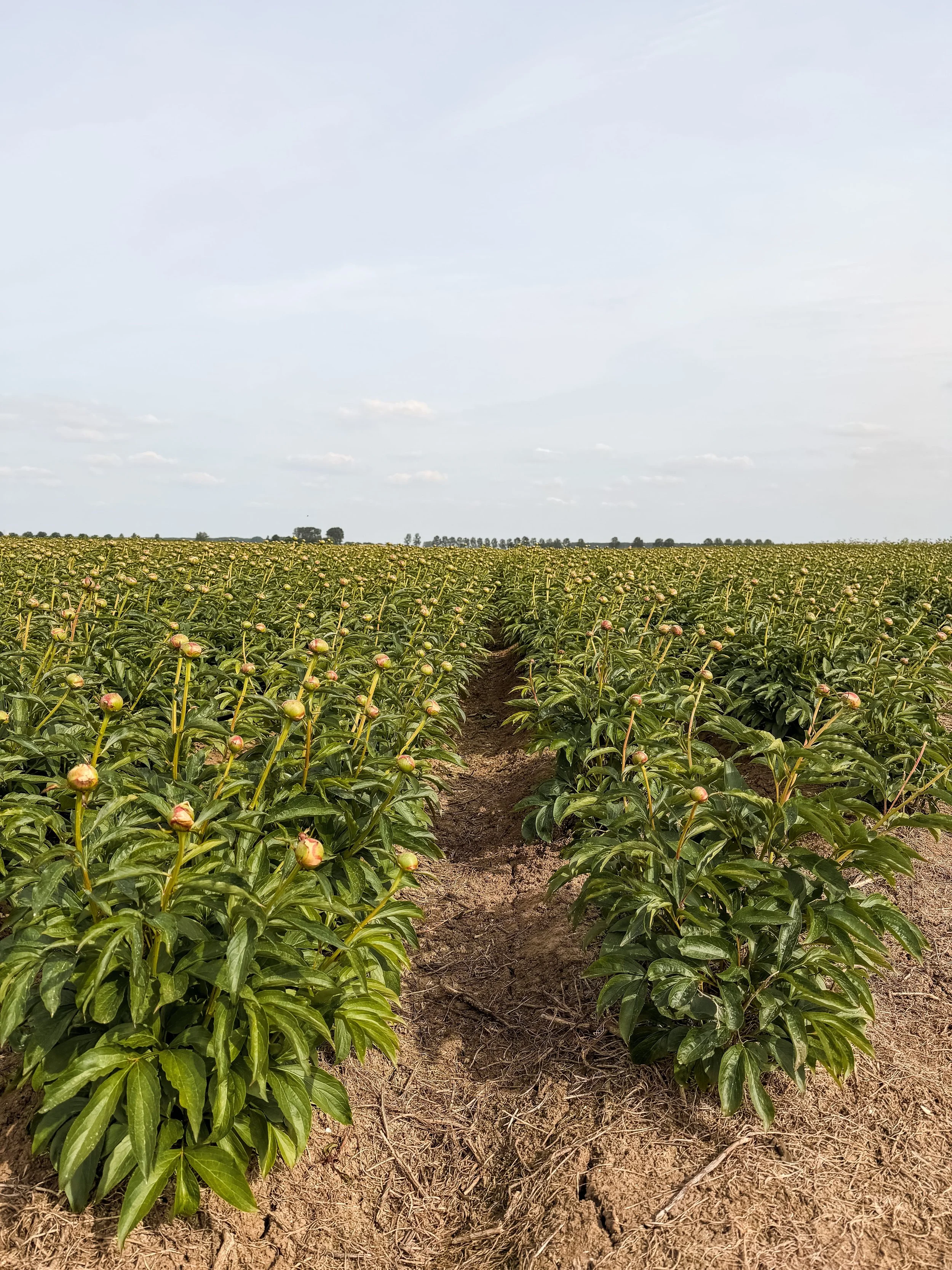 hulst langs bloemenvelden.jpg