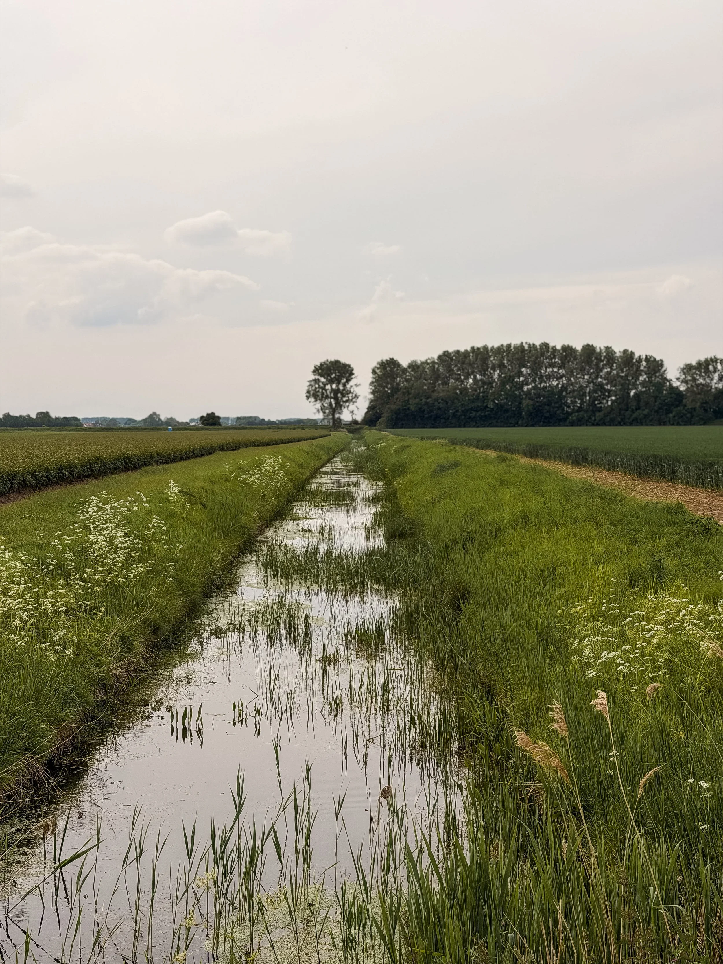 hulst wandelroute.jpg