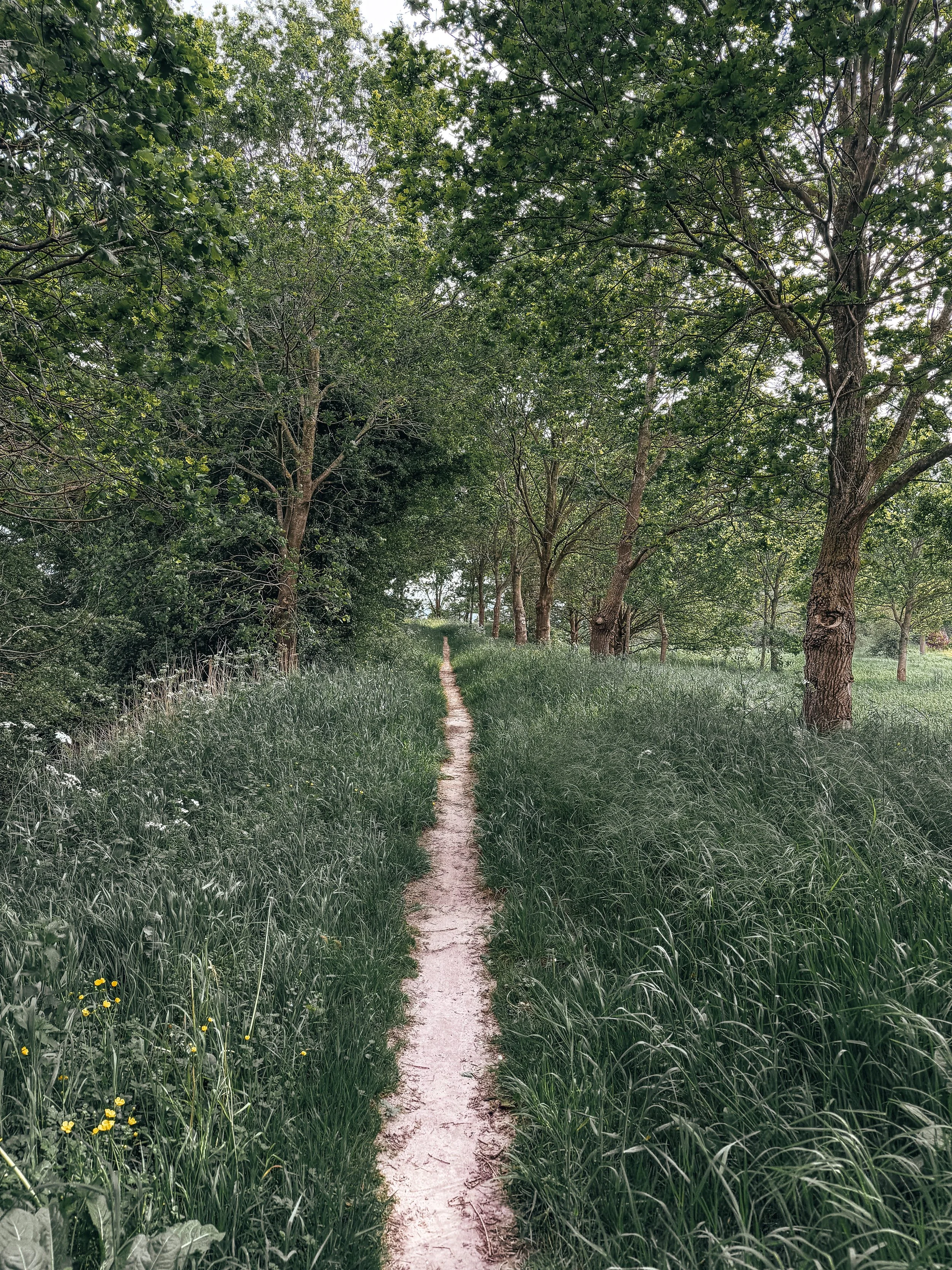 hulst liniedijk.jpg