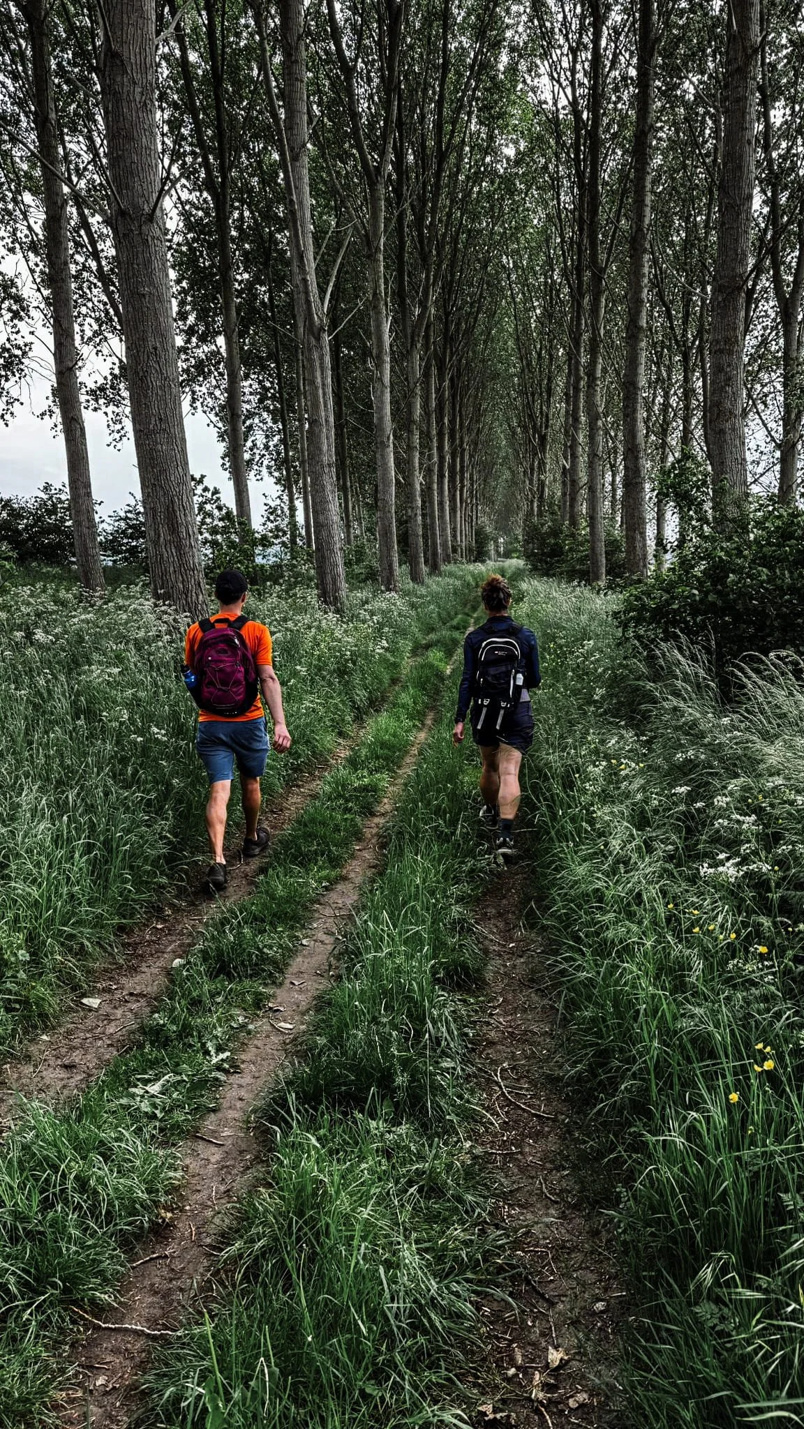 Wandelen langs bloemenvelden in Hulst: een kleurrijke lentewandeling in Zeeland