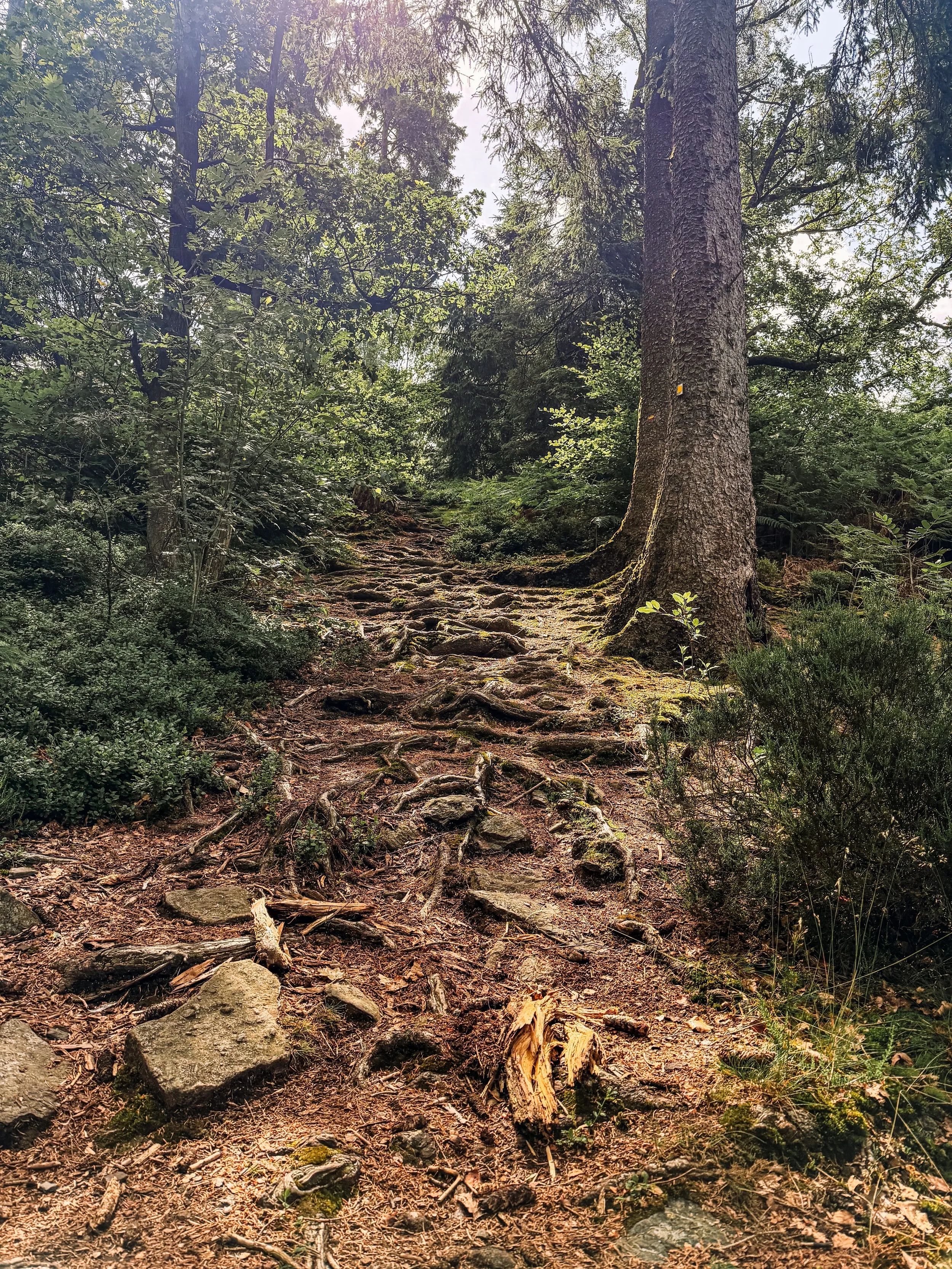 nomadsland hiking festival.jpg