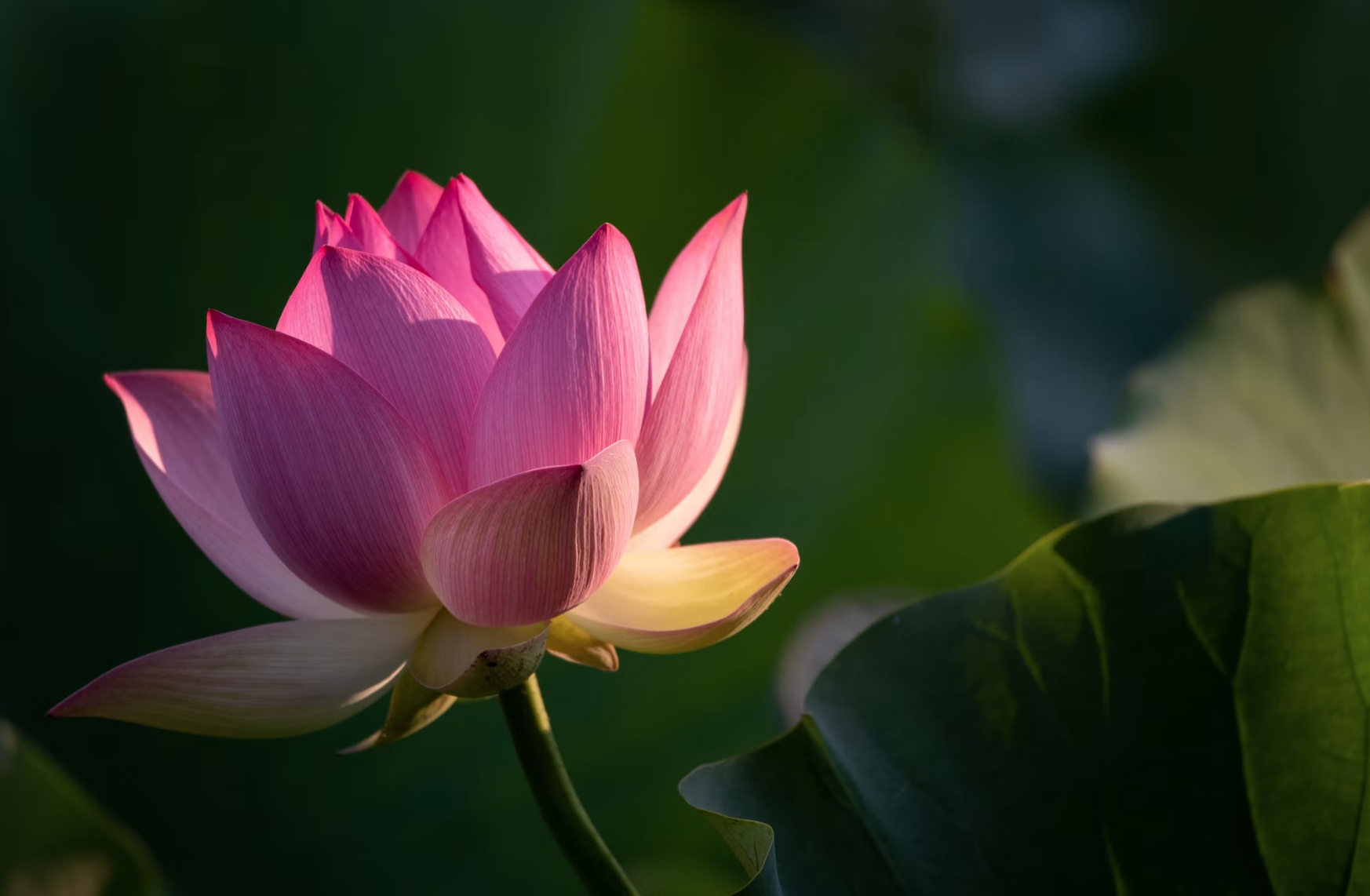 Frequency Soundscape: Awaken Your Heart