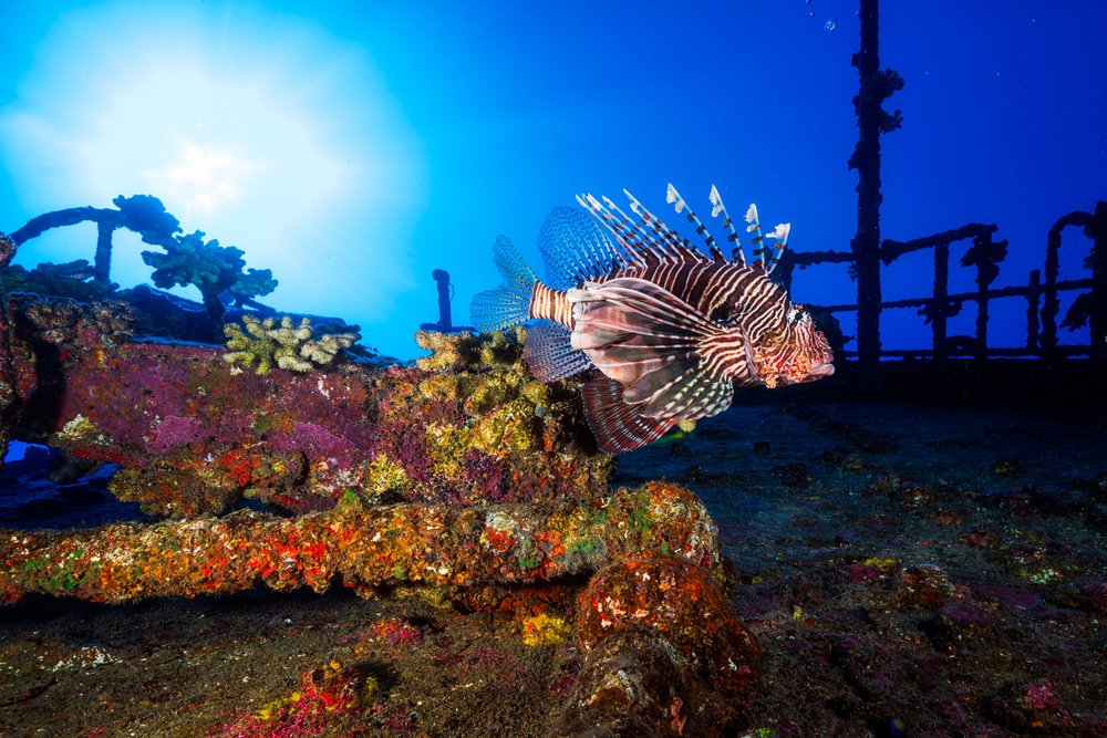 fonds_marins109_pterois-CREDIT-IRT-gabriel_barathieu_dts_06_2018.jpg